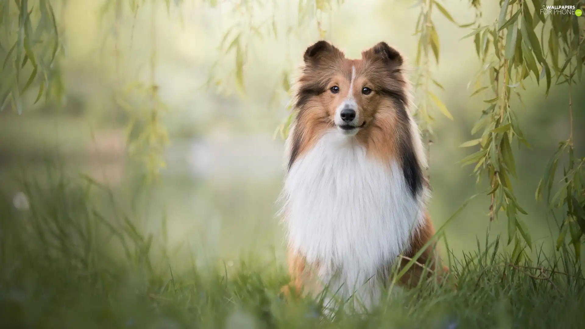 Twigs, dog, Scottish Shepherd