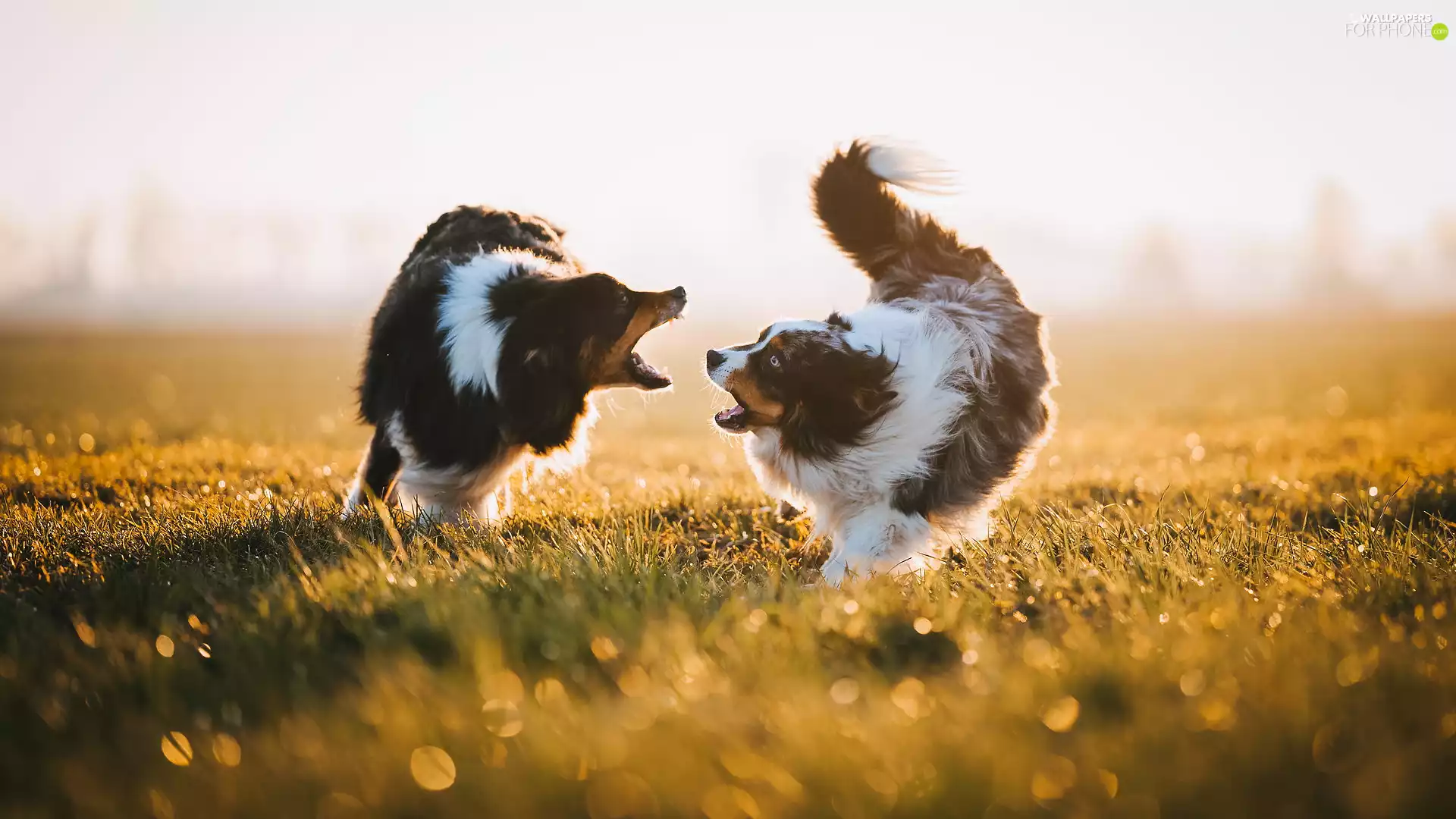 Two cars, Australian Shepherds, play, Dogs