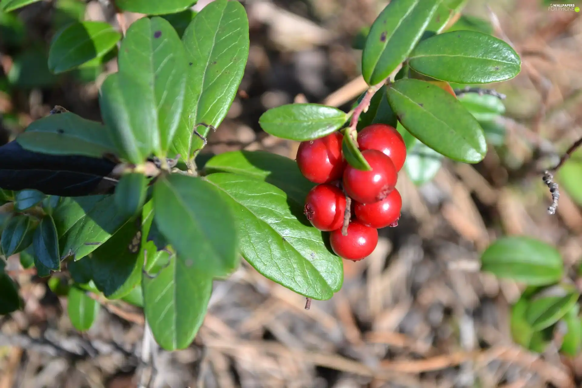 leaves, blueberries Red, Shining