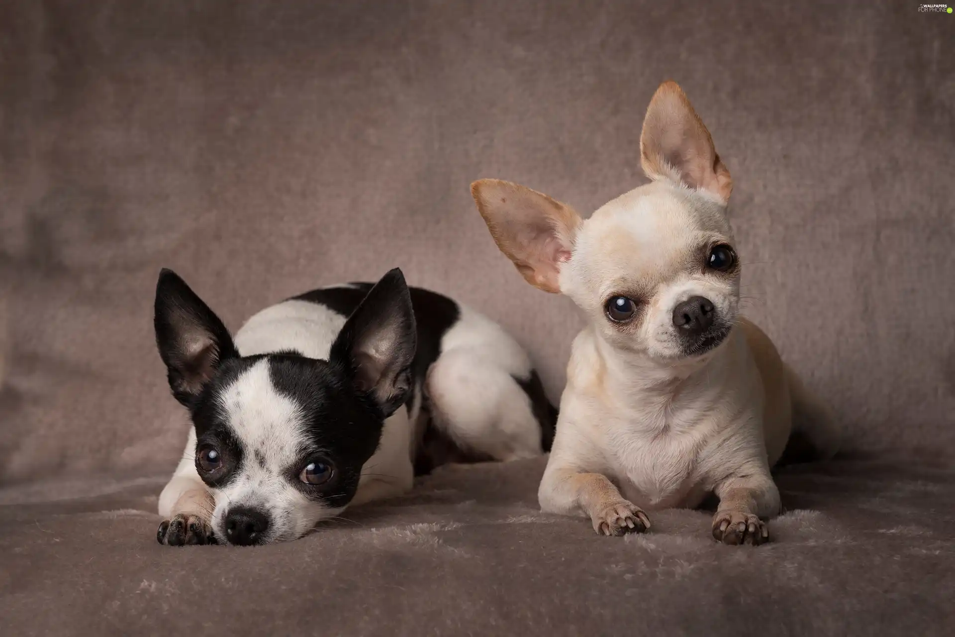 Two cars, puppies, Short-haired Chihuahua, Dogs