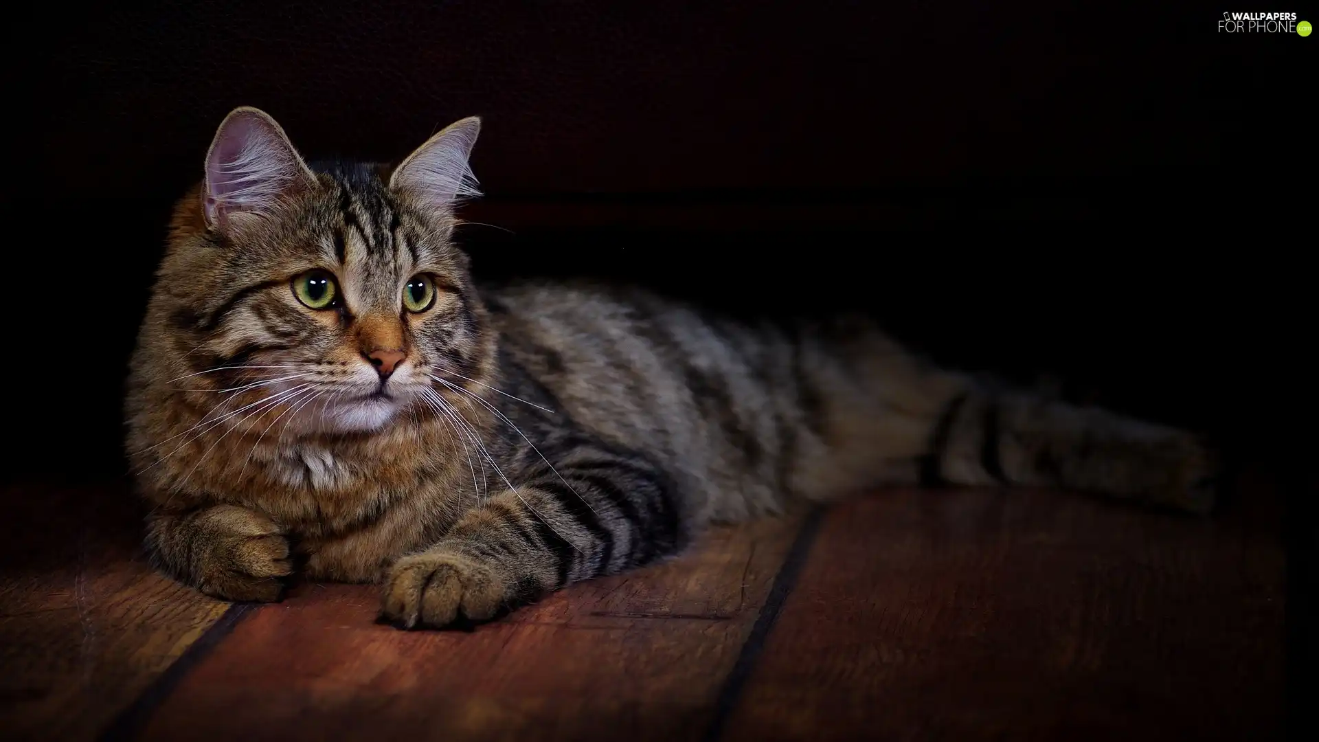 siberian, Nikifor, cat