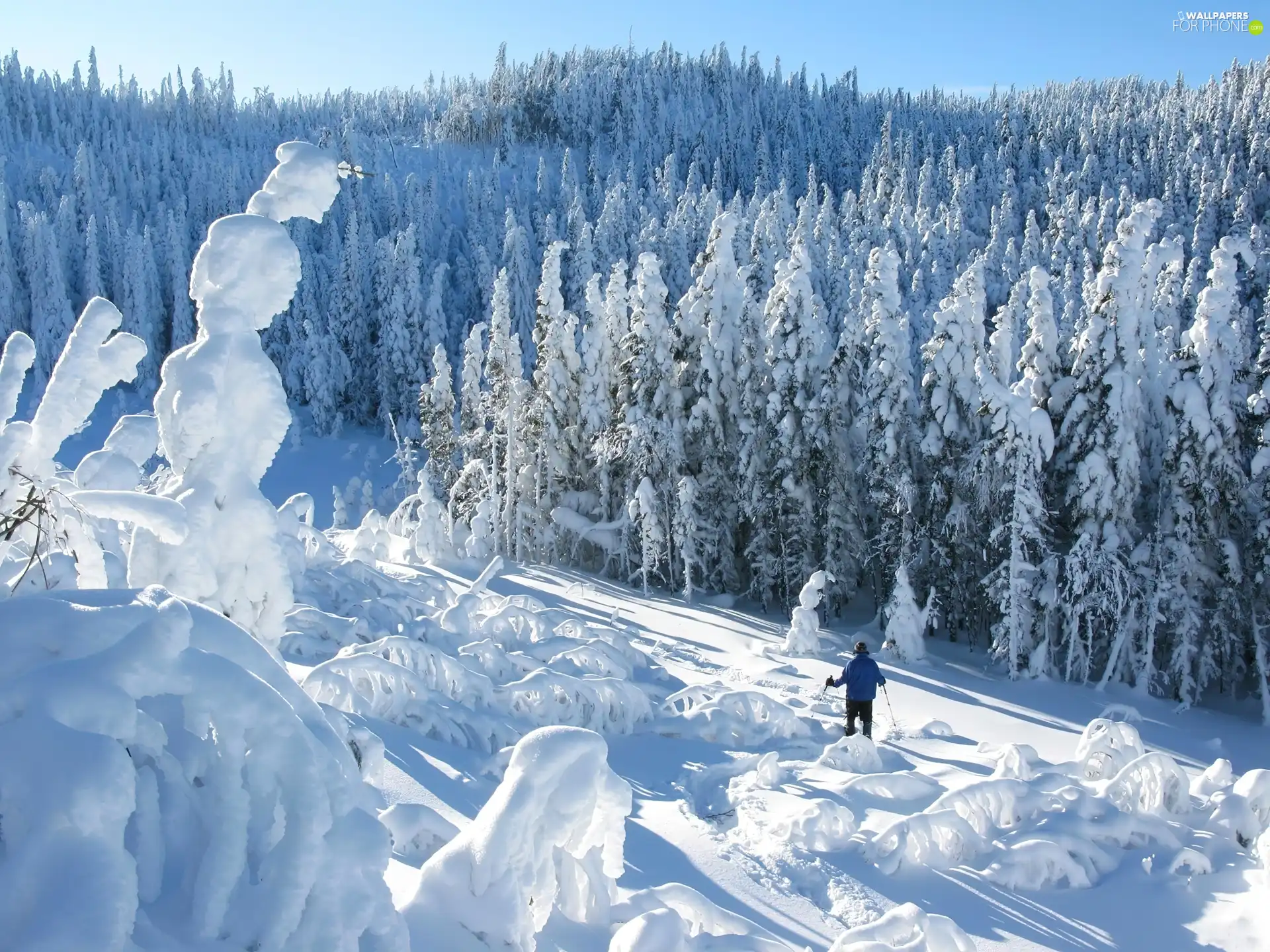 Skier, forest, snow