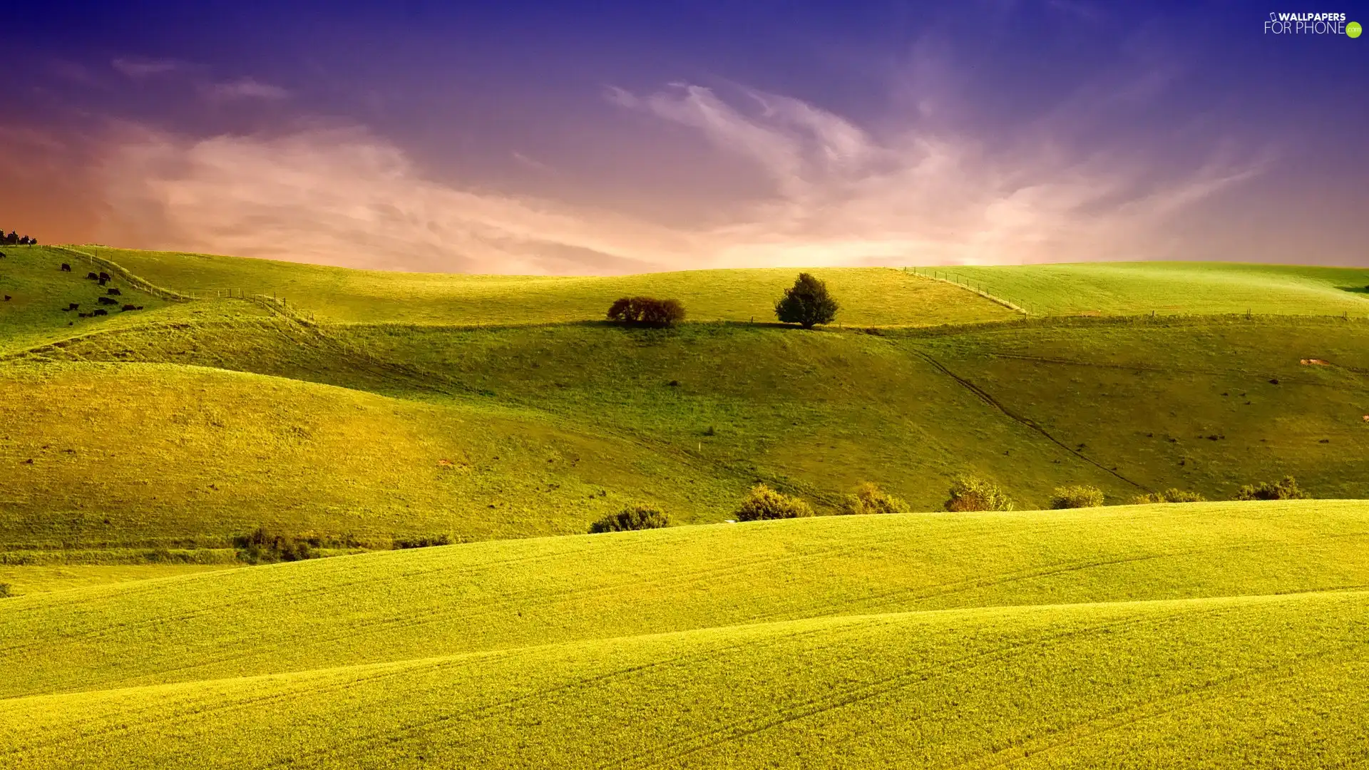 Sky, Field, beatyfull