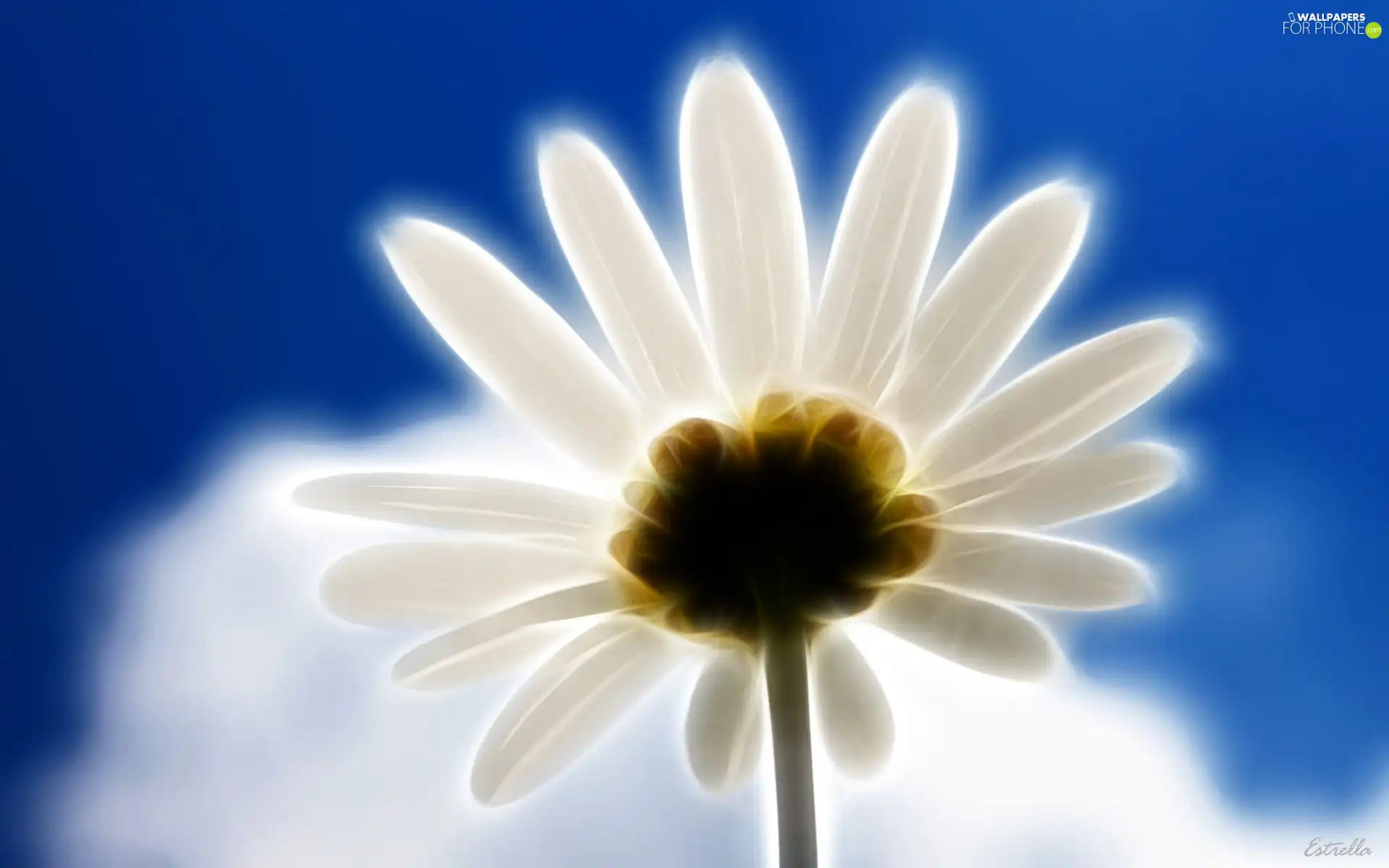 Sky, Flower, Cloud