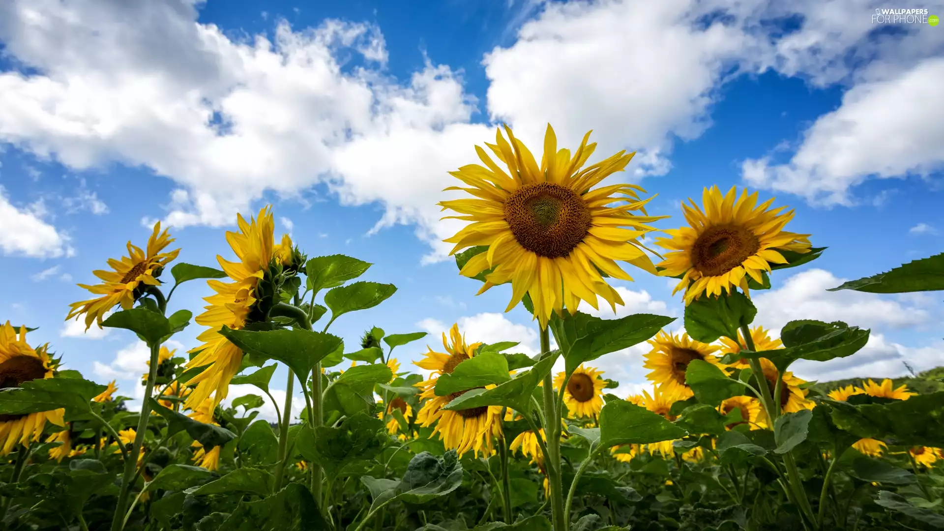clouds, Nice sunflowers, Sky