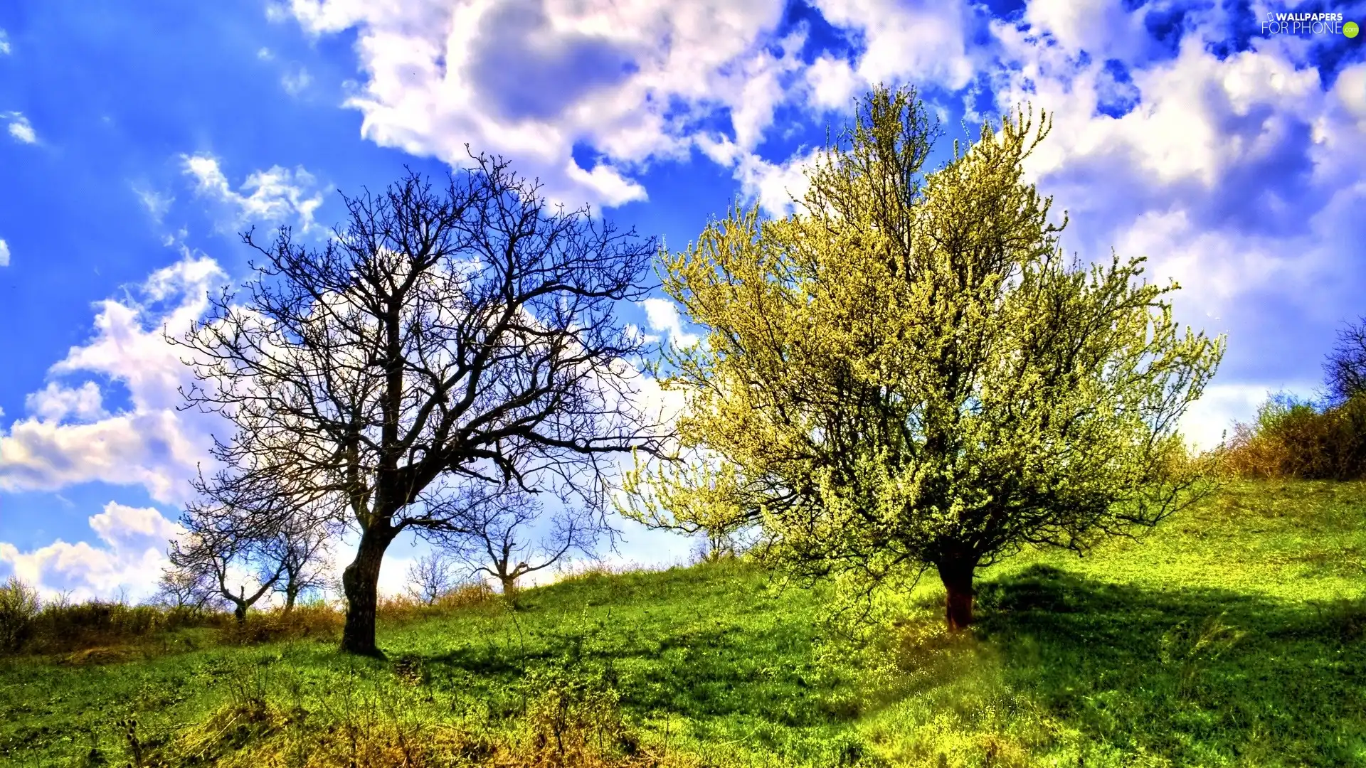 trees, grass, Sky, clouds, viewes, Meadow
