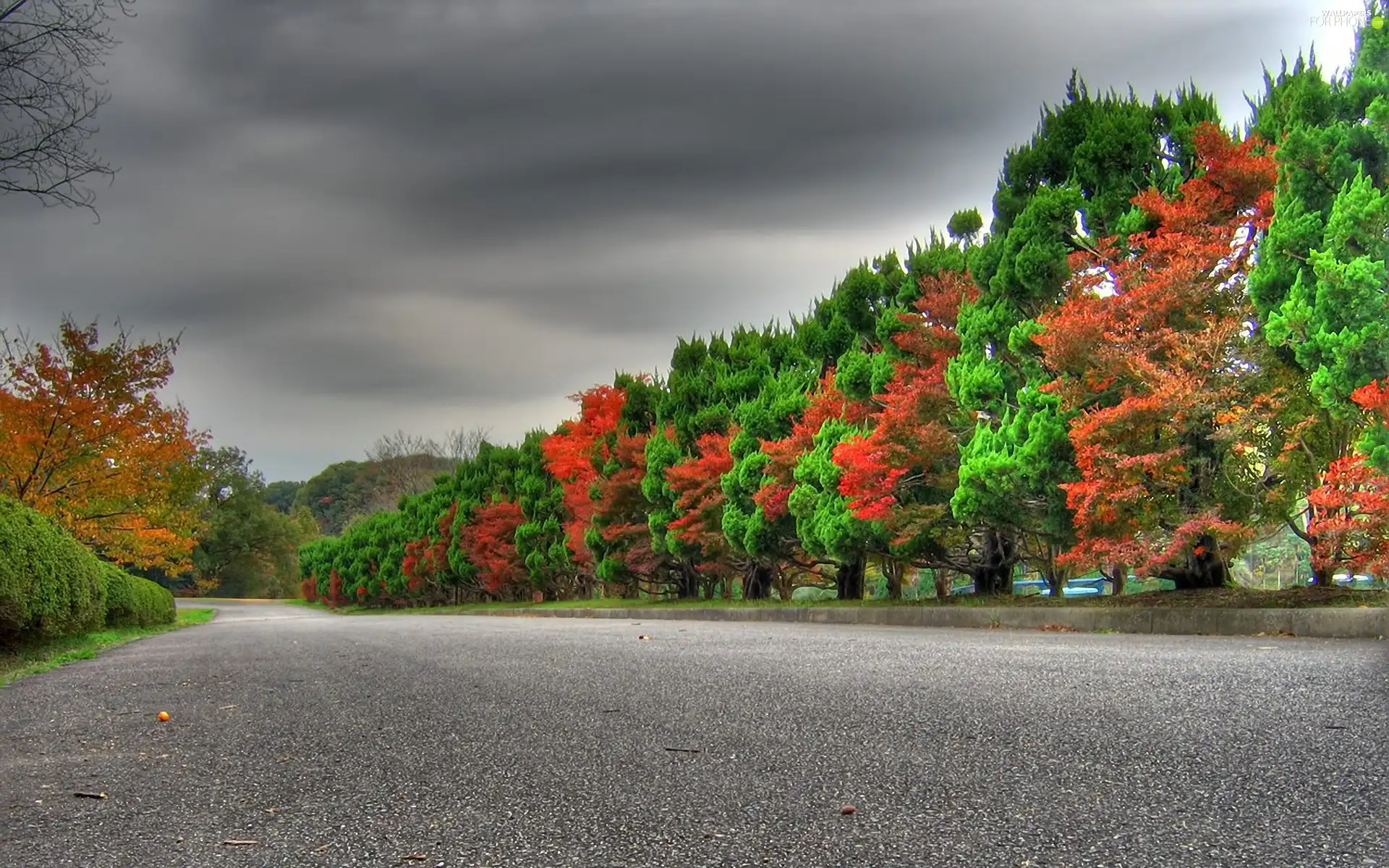 Sky, Clouds, trees, viewes, Way