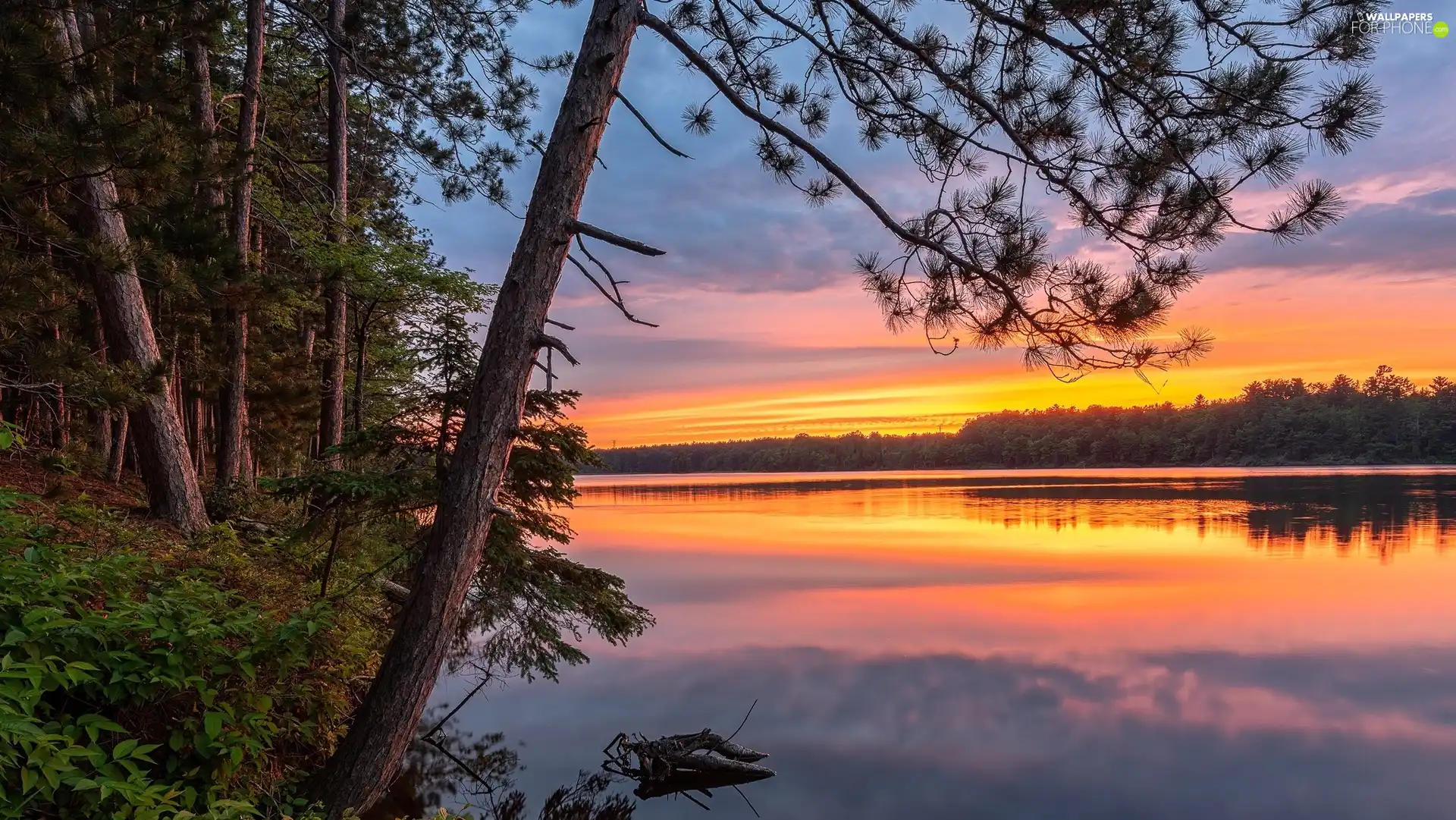 viewes, forest, color, trees, lake, Great Sunsets, Sky
