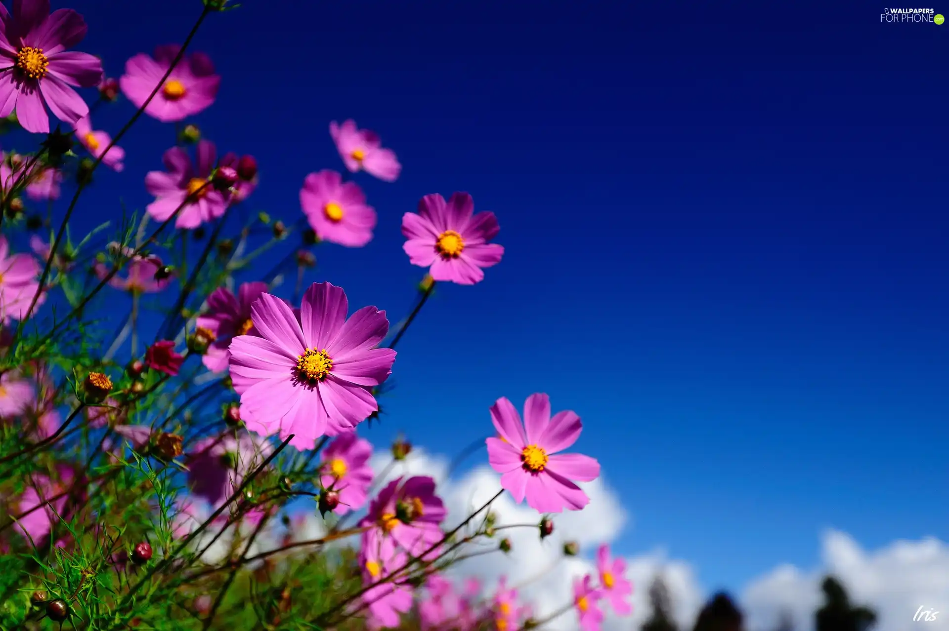 Cosmos, Sky