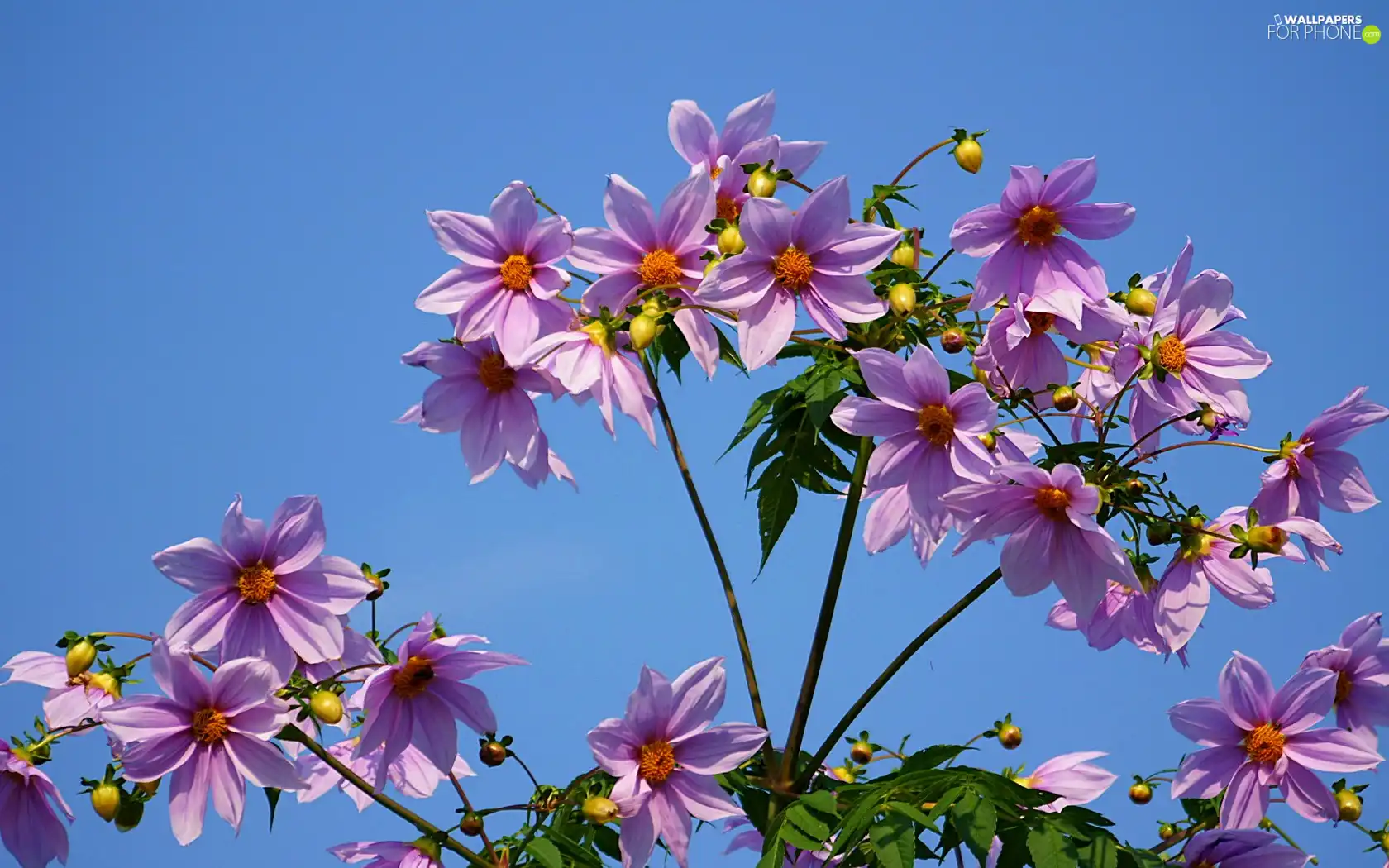 Sky, purple, dahlias