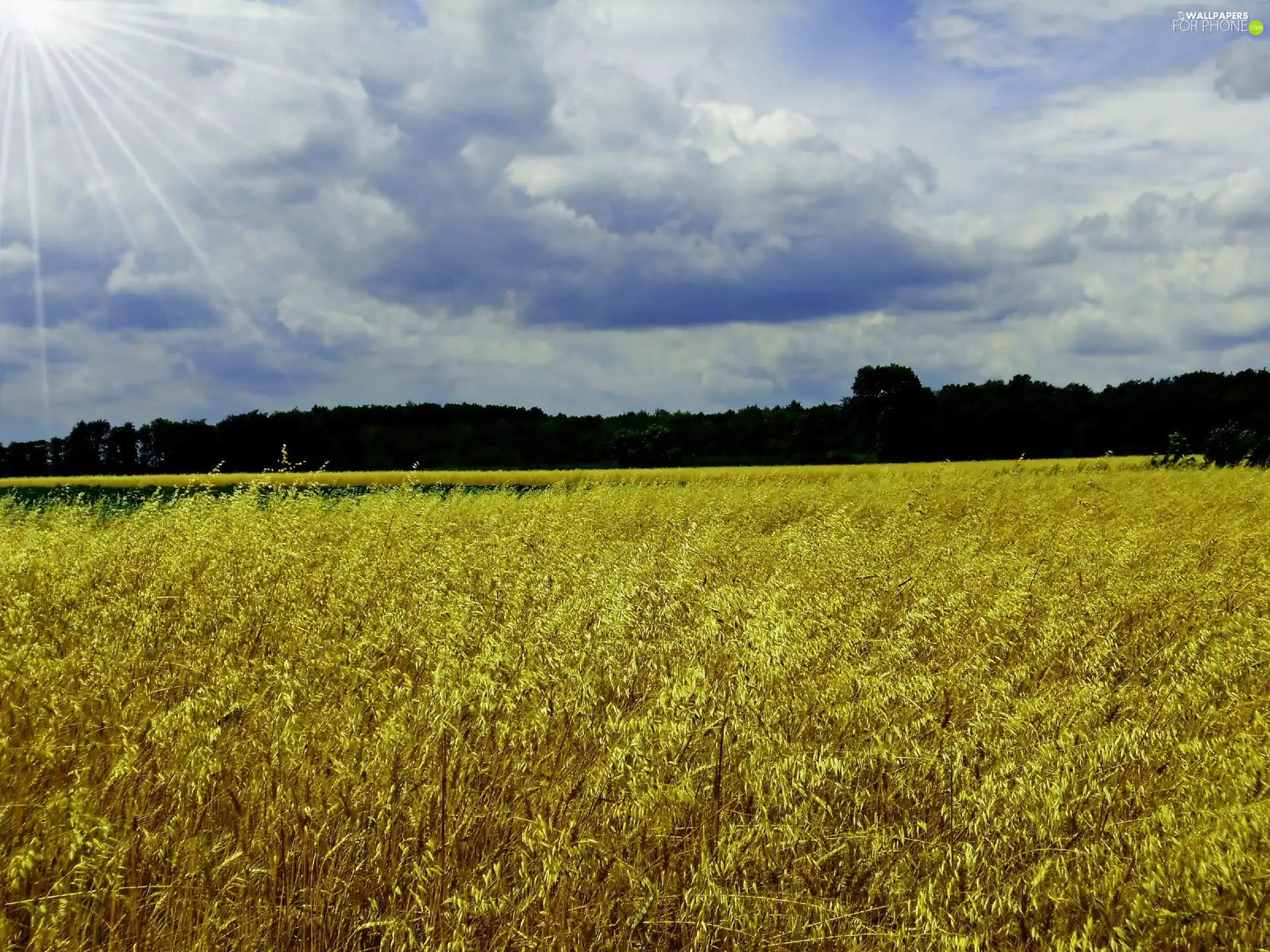 Ears, viewes, Sky, trees