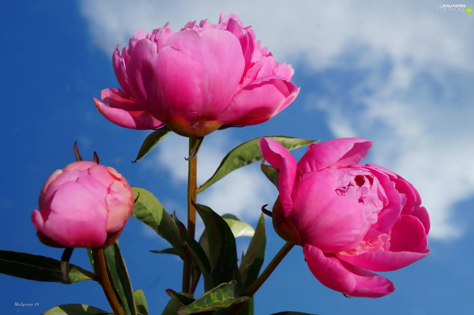 Flowers, Peonies, Sky, bouquet