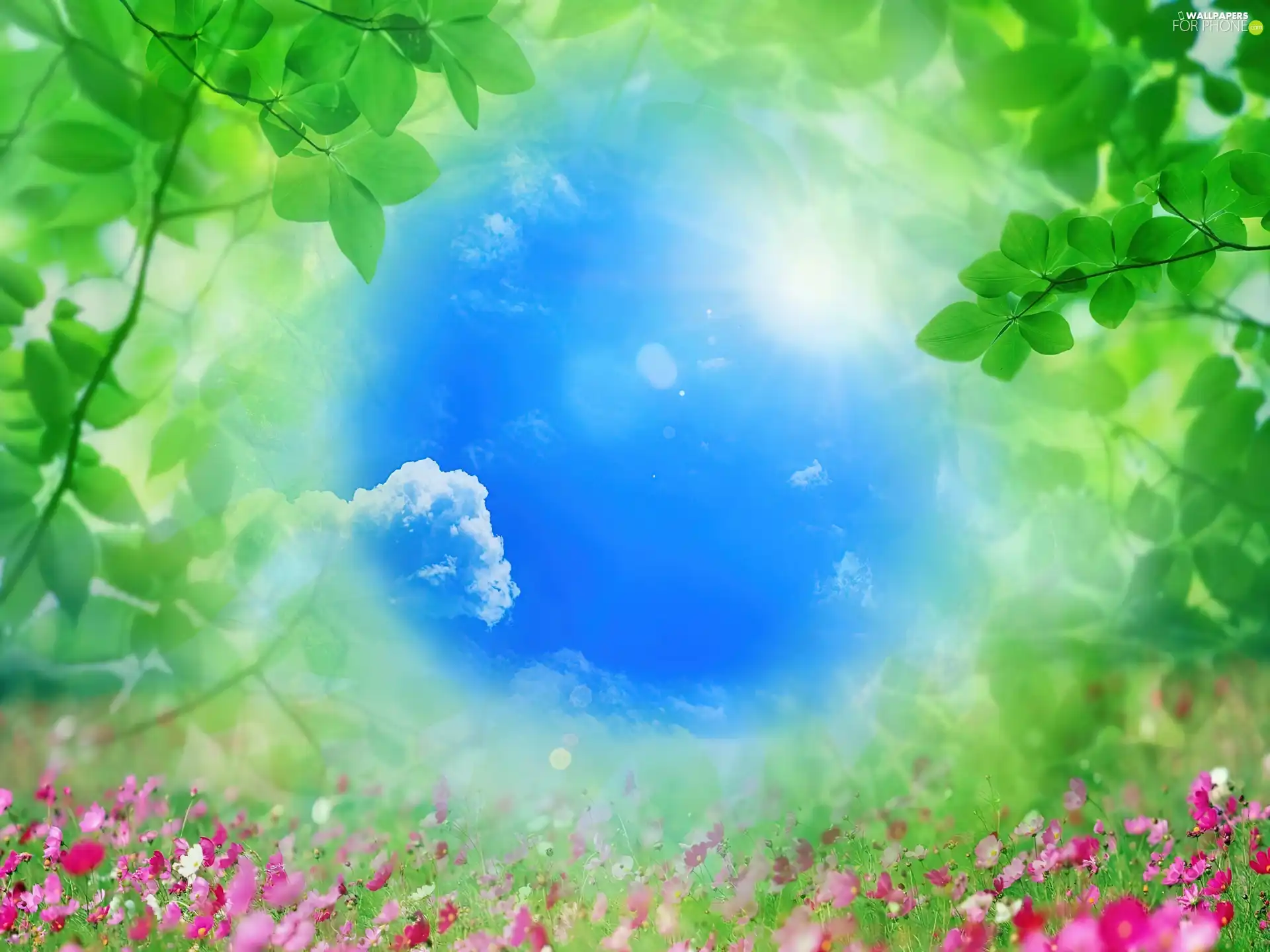 Flowers, Sky