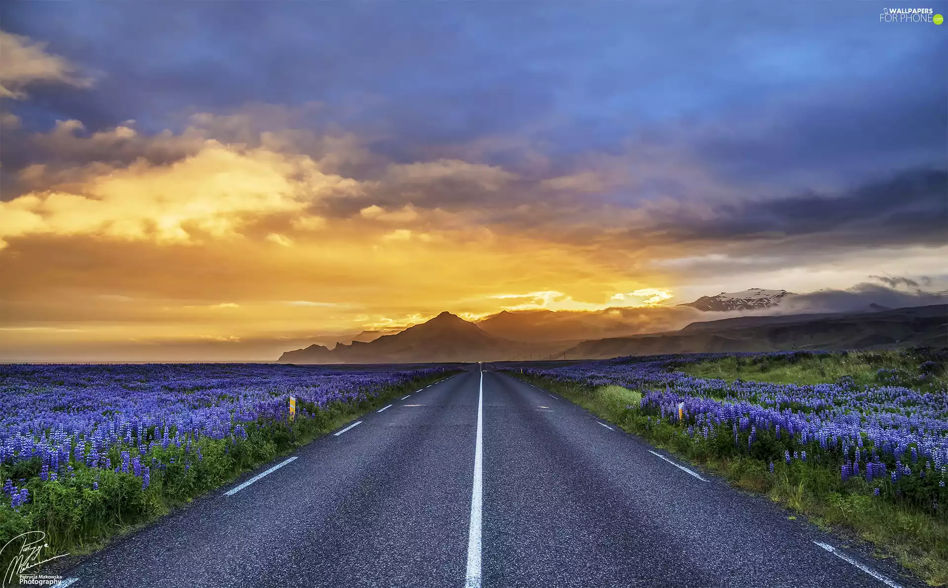 Field, Flowers, iceland, lupins, Reykjavik, Mountains, Way, Sky
