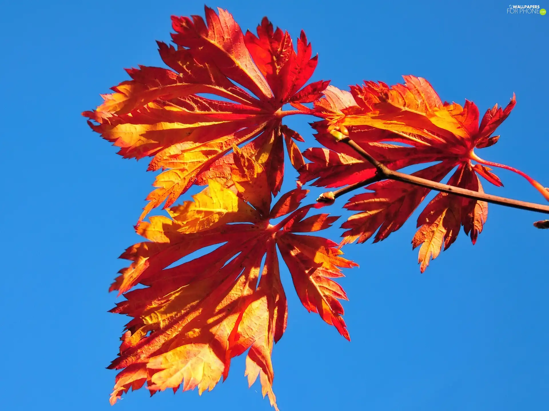 Sky, Autumn, Leaf