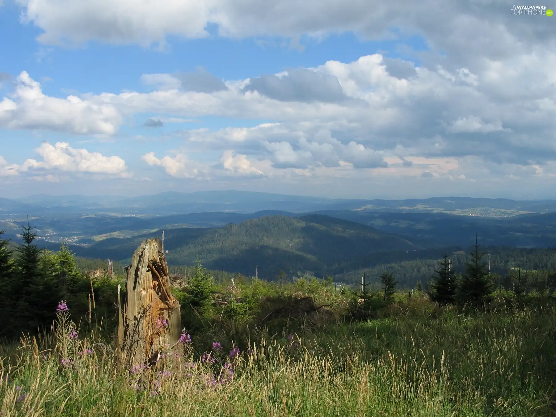 Meadow, Mountains, Sky, woods