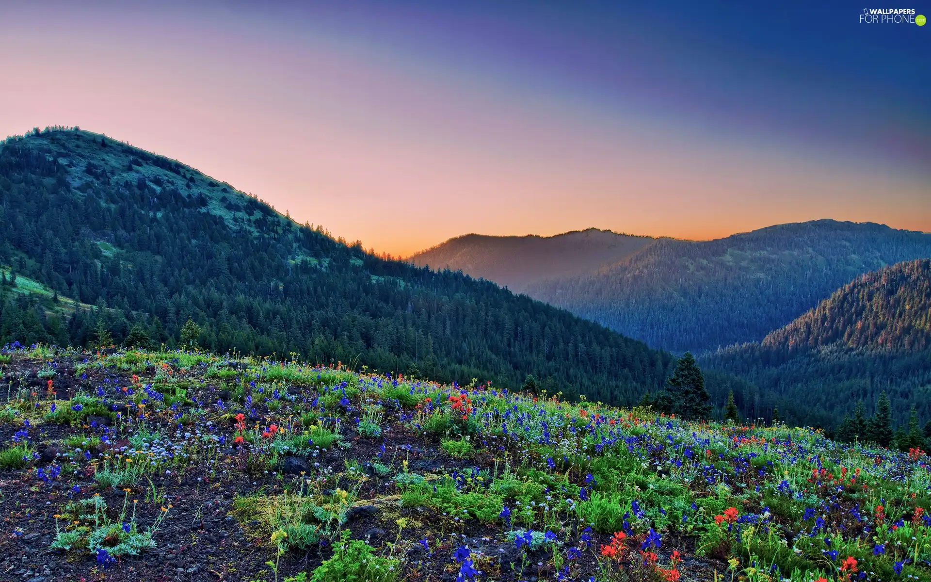 Mountains, Flowers, Sky, woods