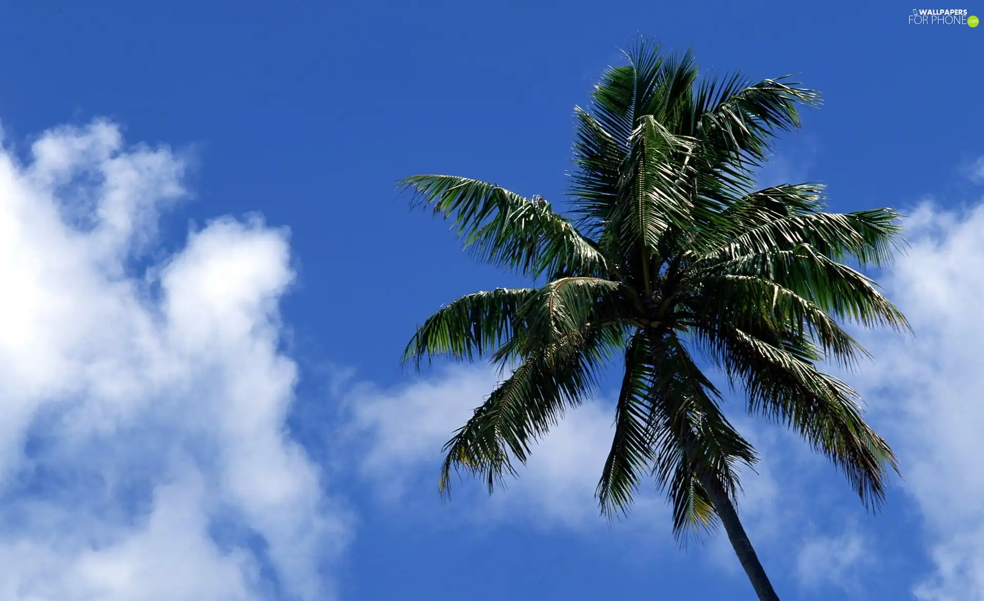 Sky, tall, Palm