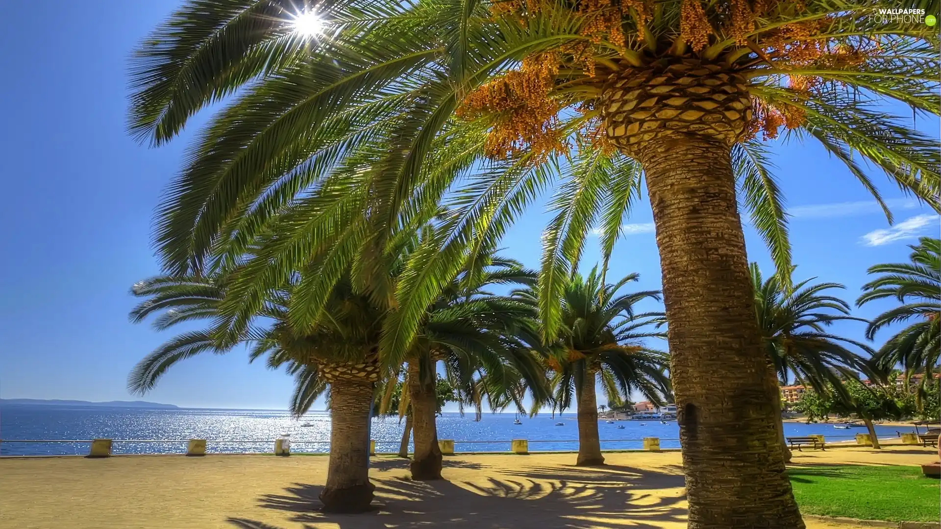 Sky, sea, Palms