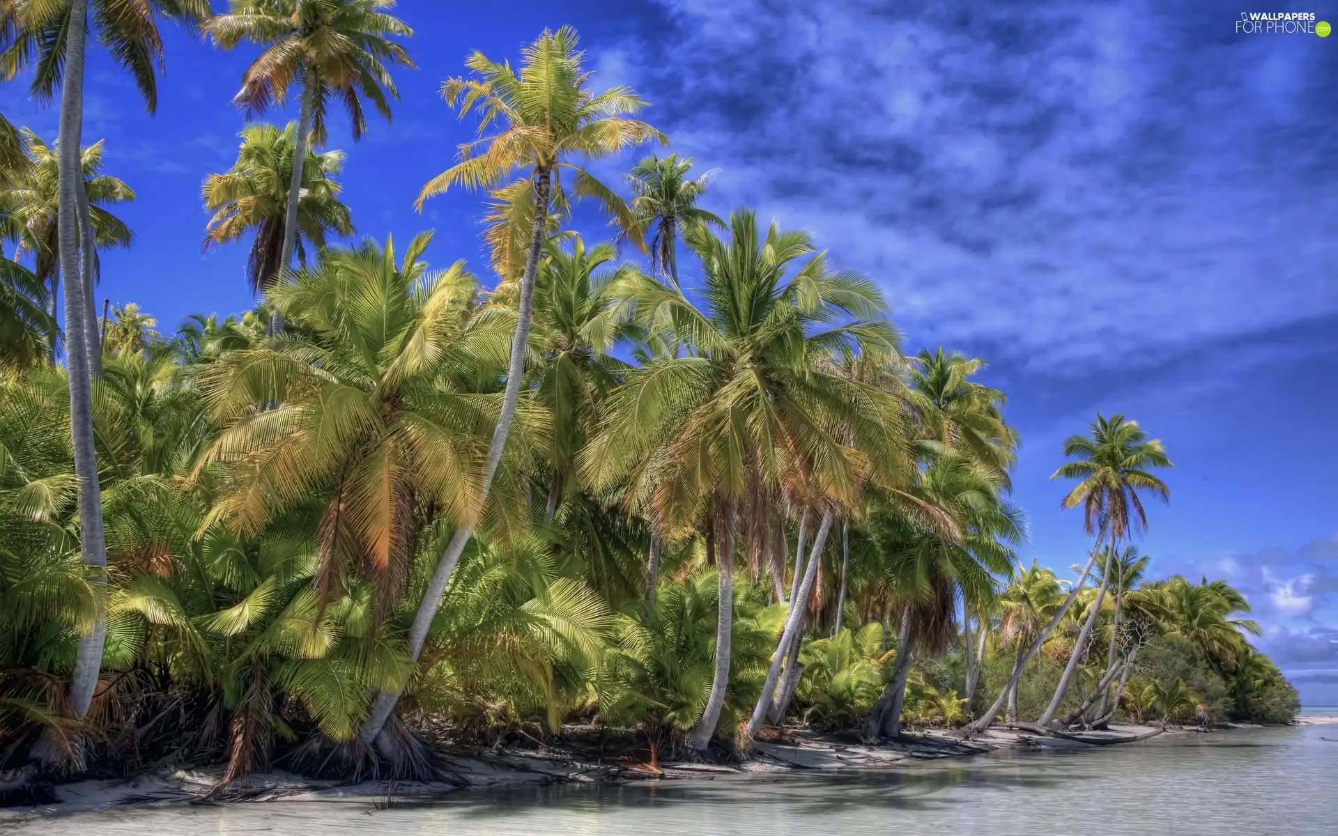 Sky, sea, Palms