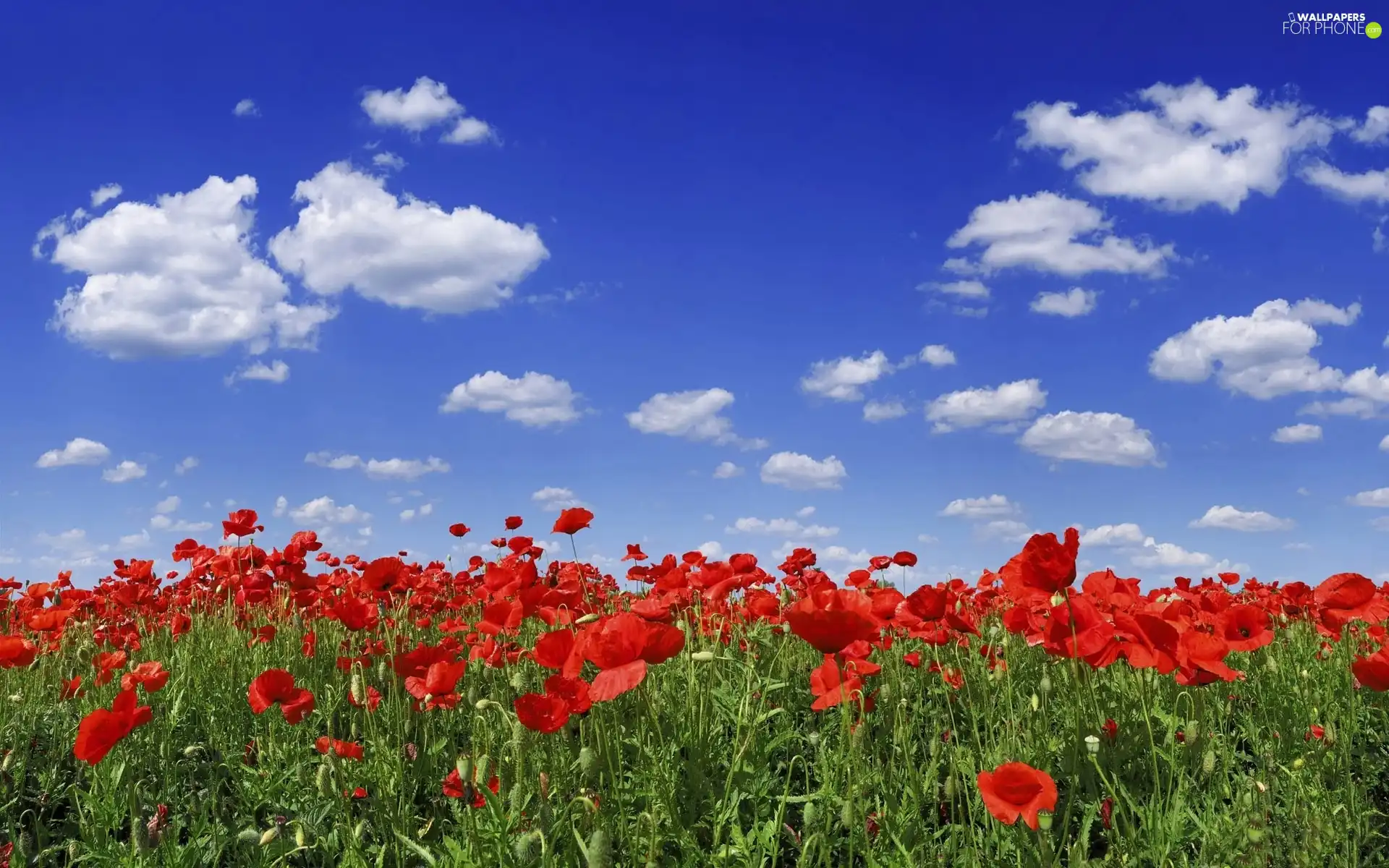 Sky, Red, papavers