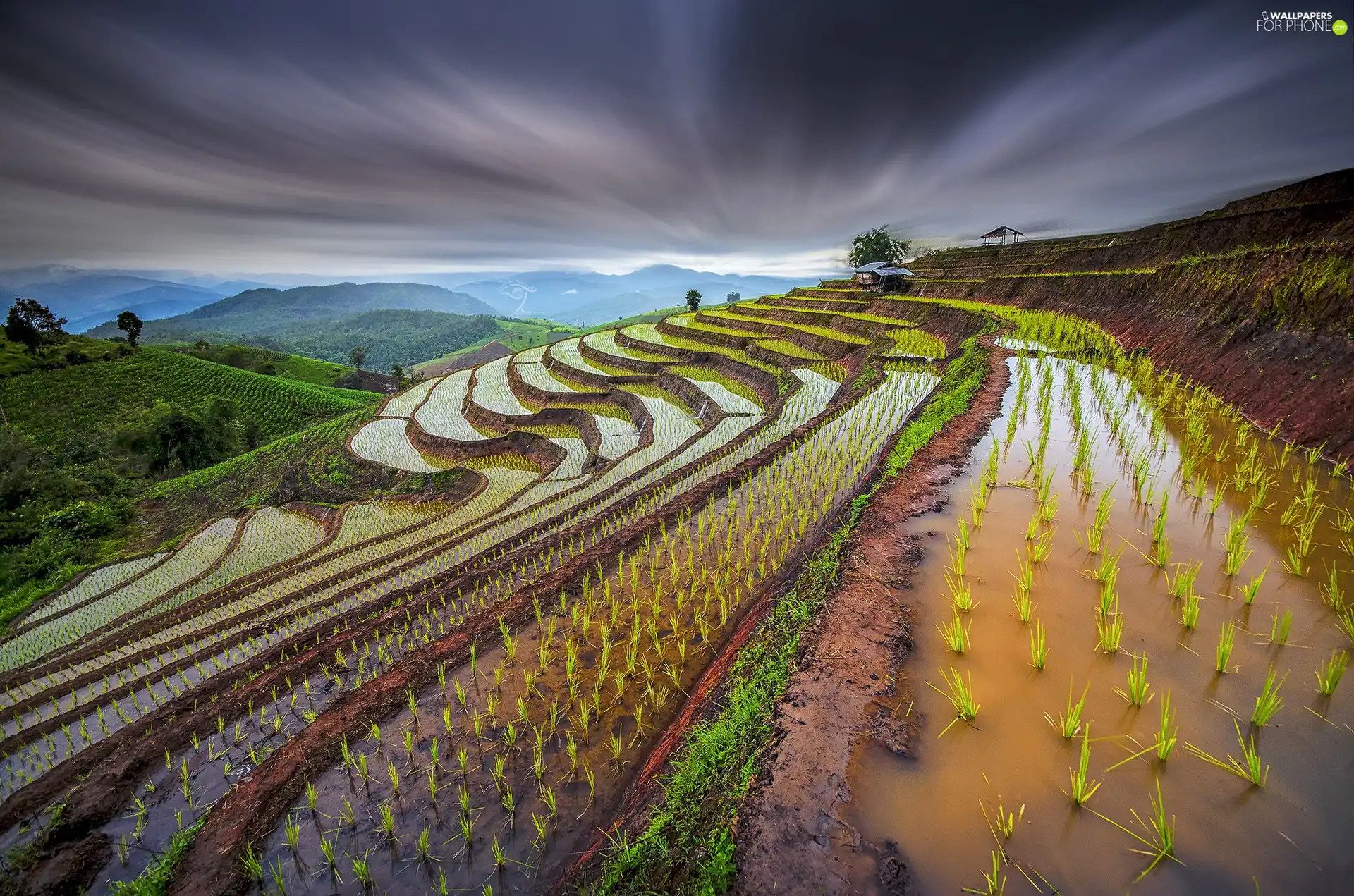 Sky, field, rice