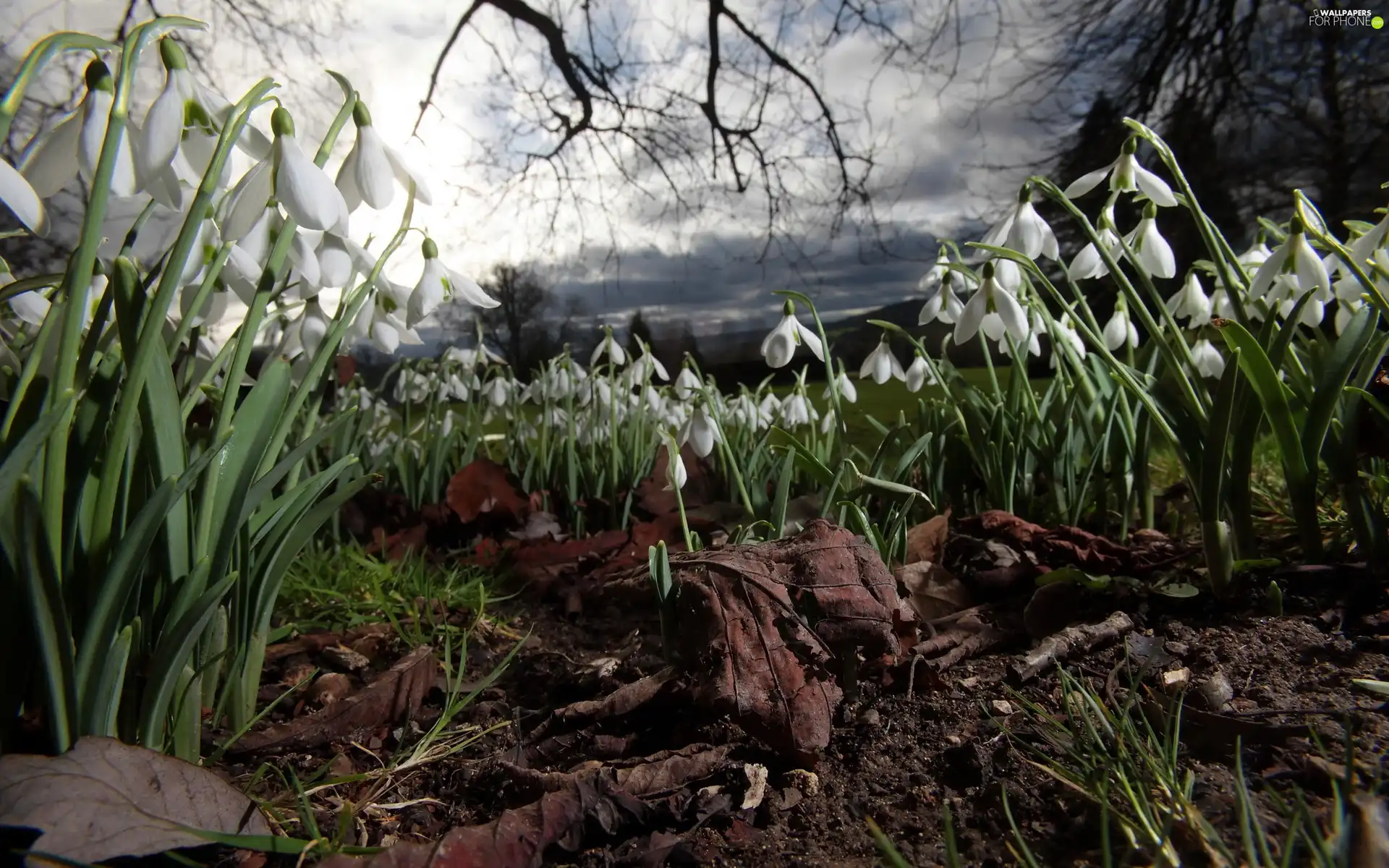 snowdrops, branch pics, Sky, Leaf