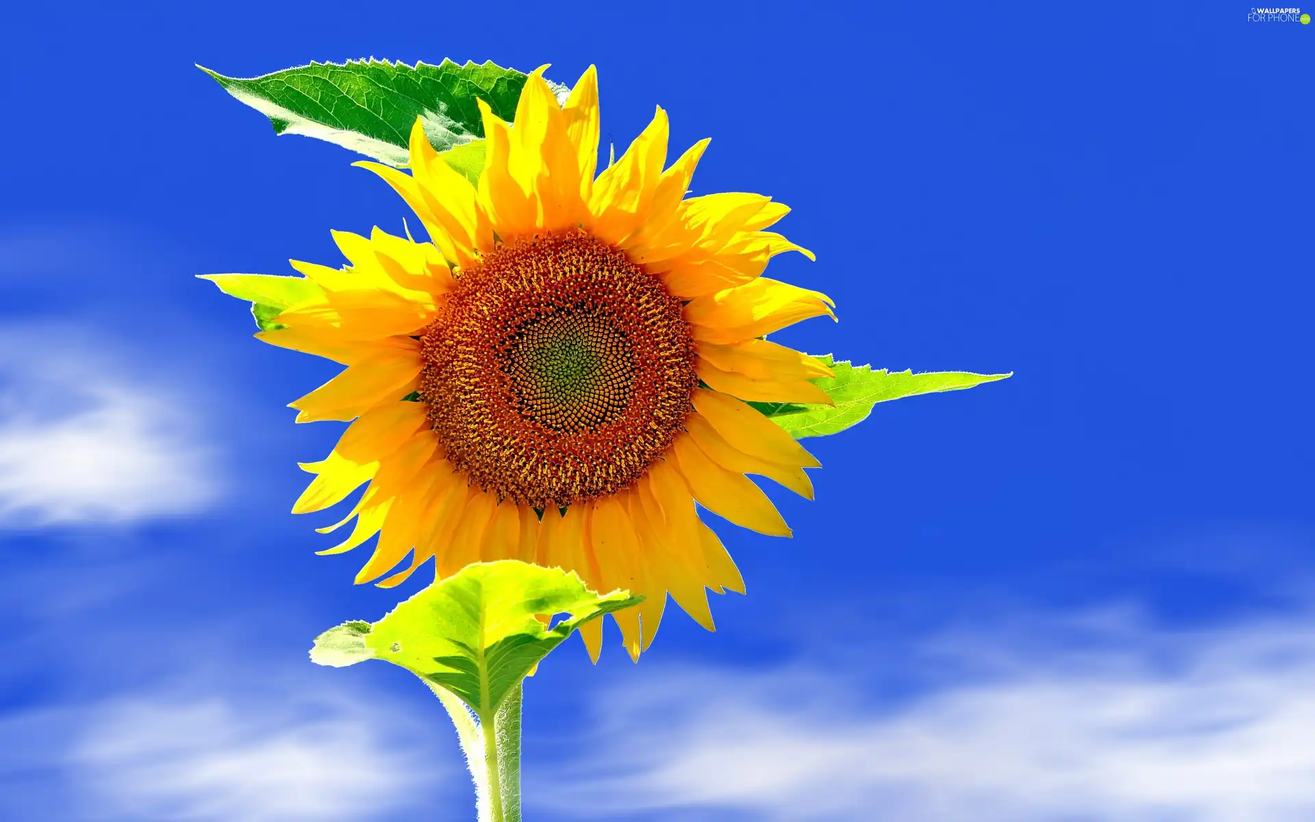 Sunflower, Sky