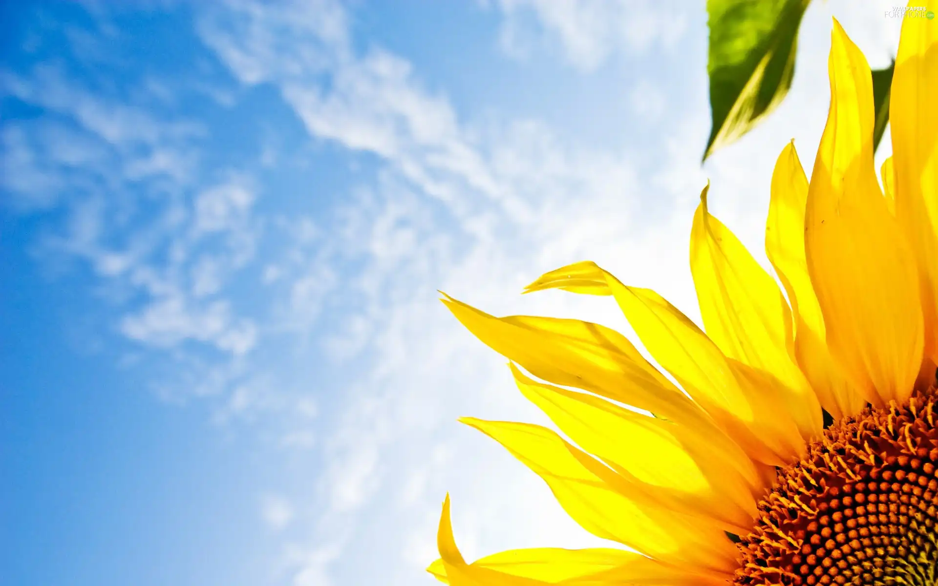 Sunflower, clouds, Sky, Leaf