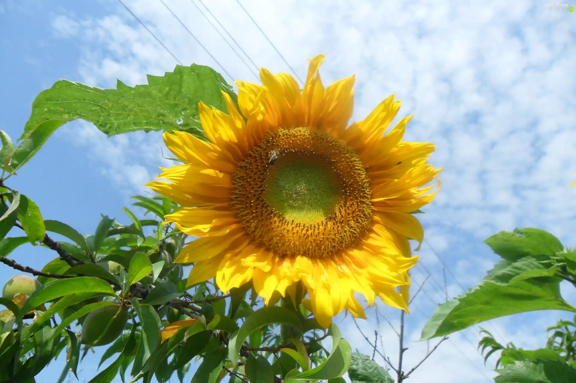 Sky, flower, Sunflower