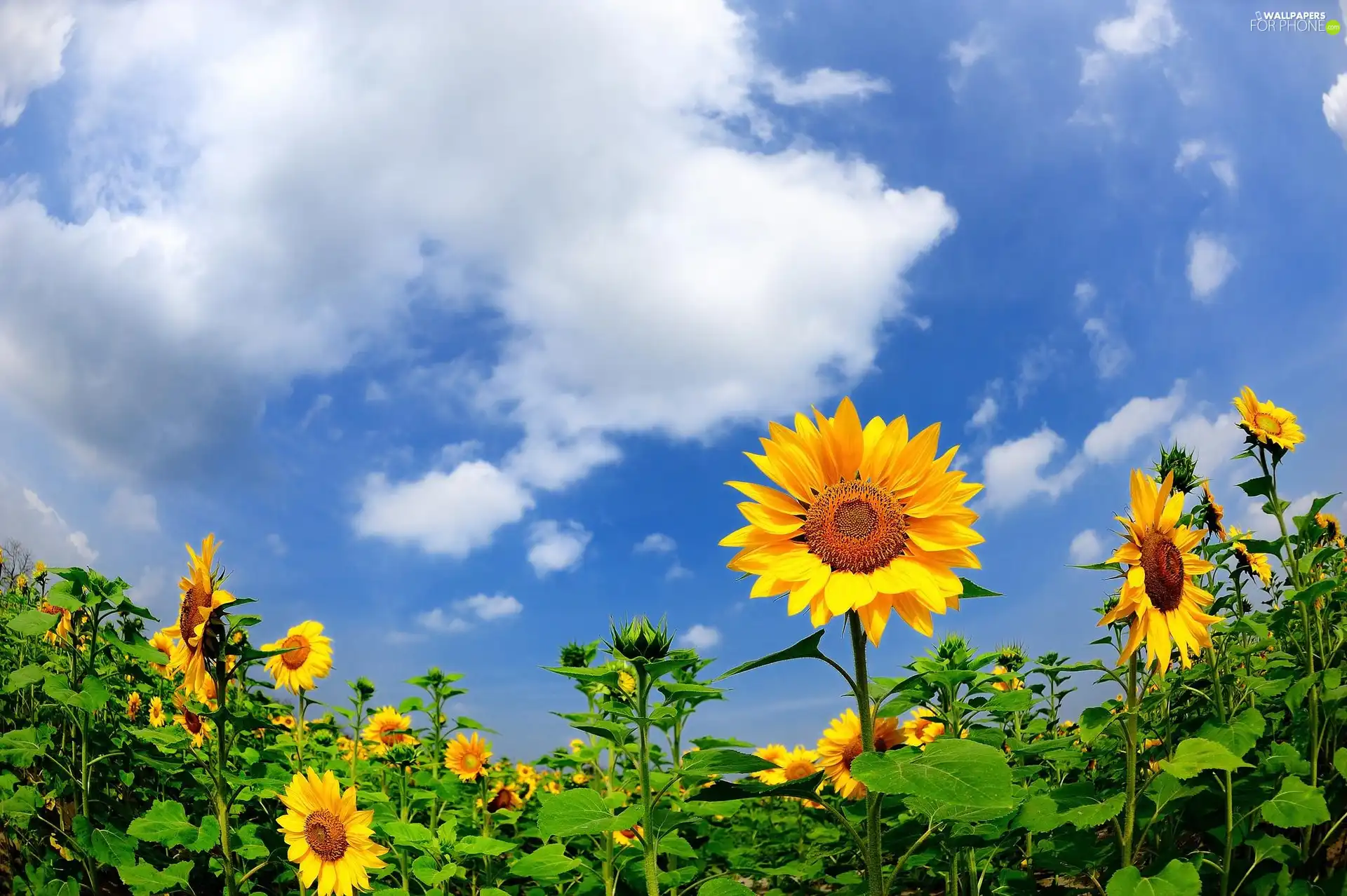 Sky, Field, sunflowers