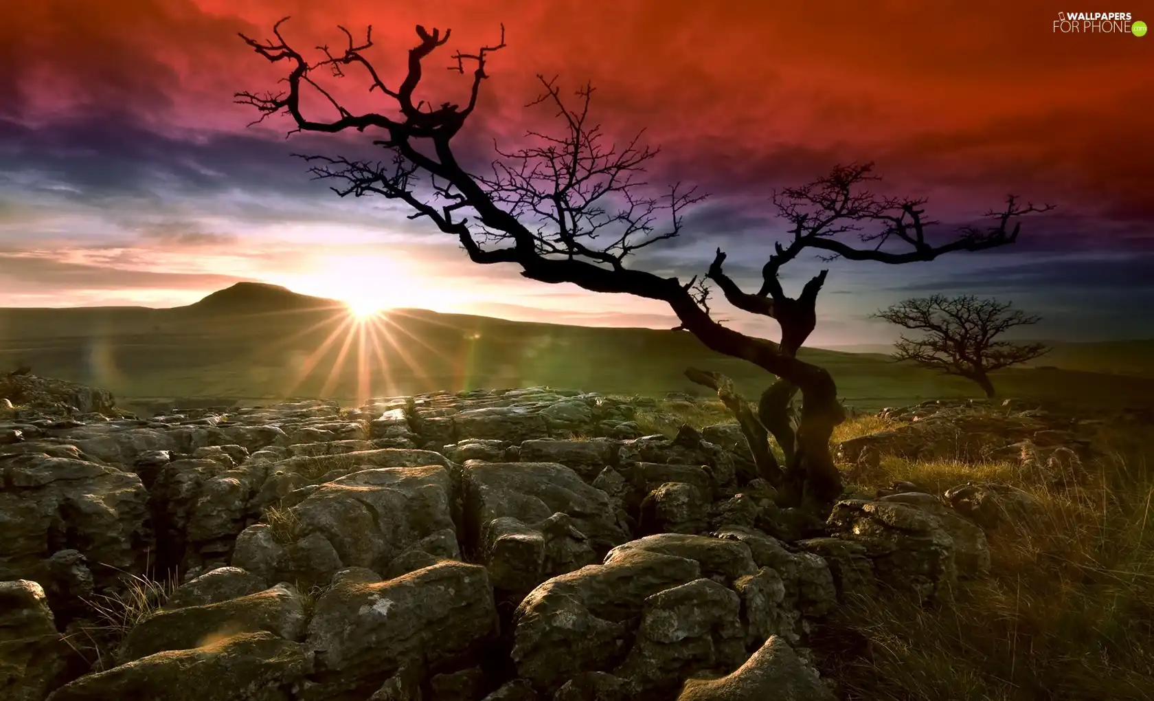 Sunrise, trees, Sky, Stones