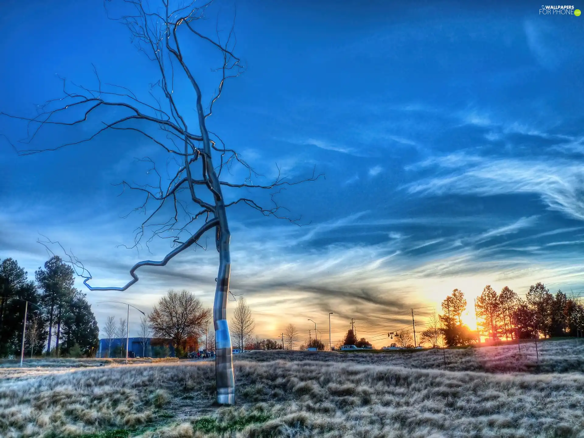 trees, Sky