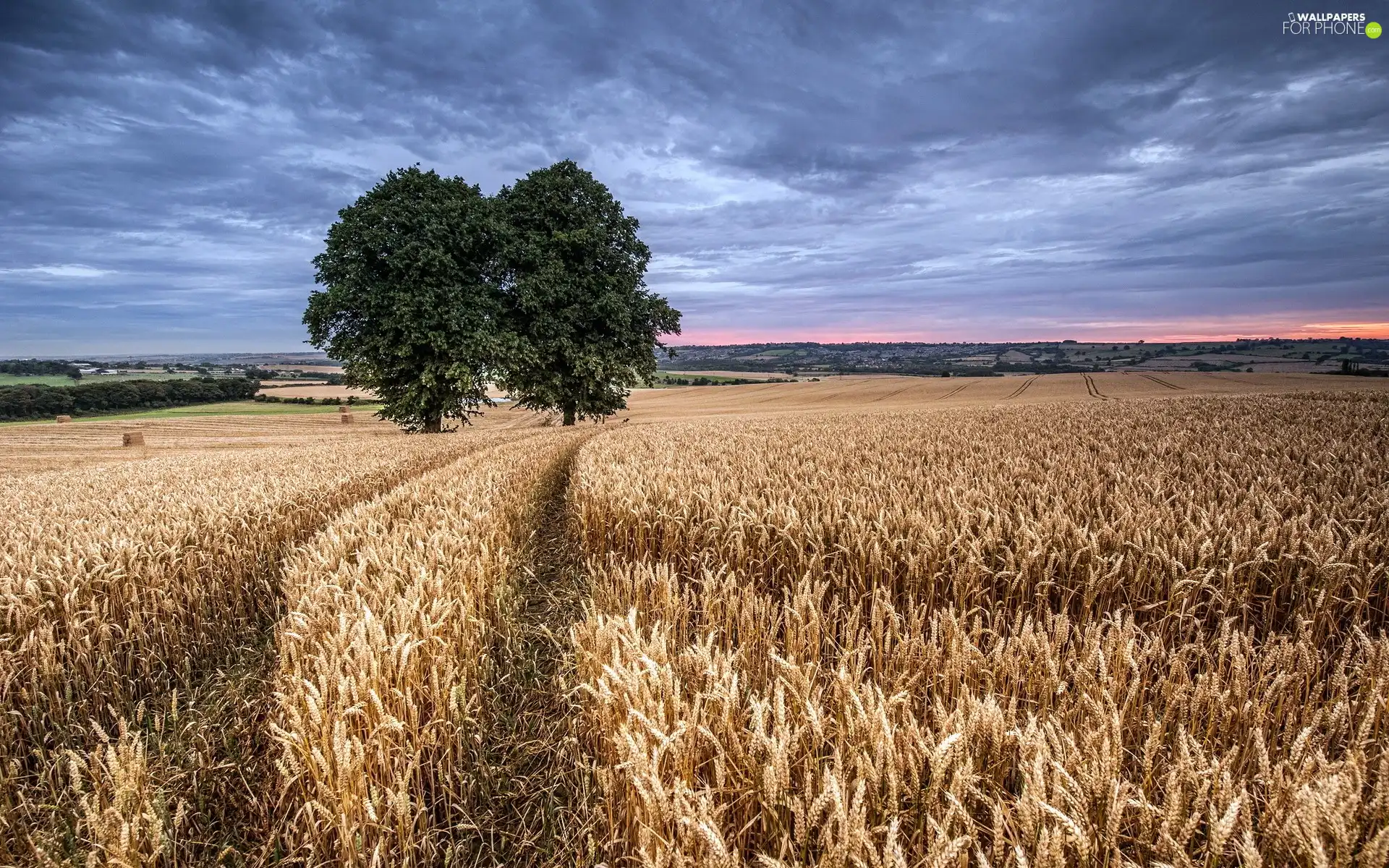 Sky, cereals, trees