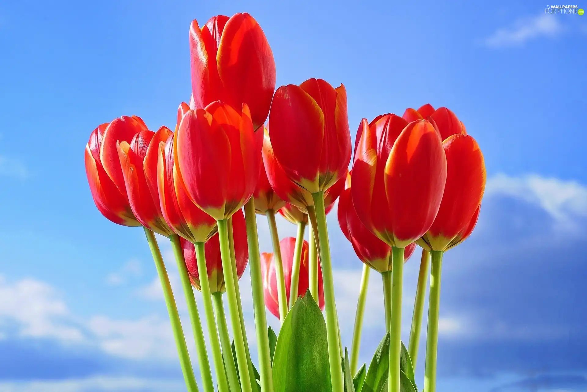 Sky, Red, Tulips