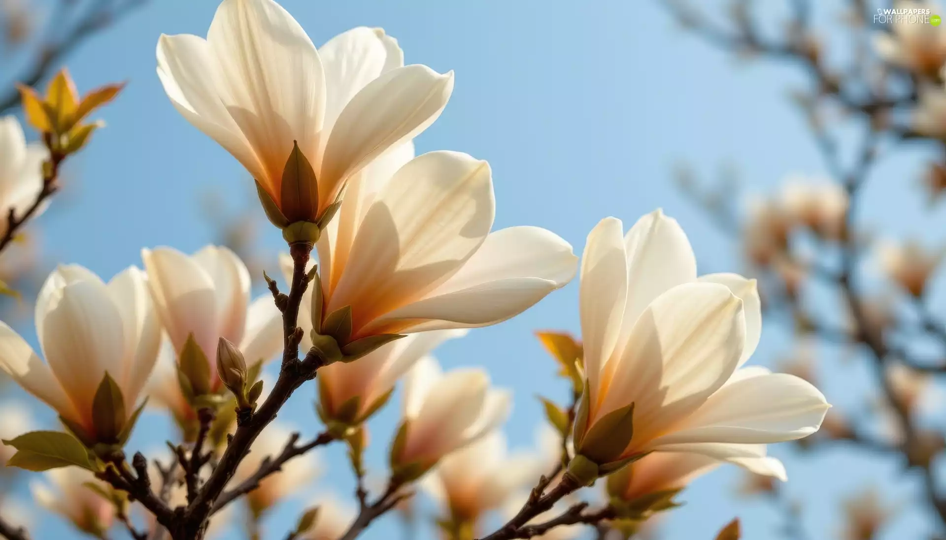 Flowers, Magnolia, Bush, Sky, Twigs, White