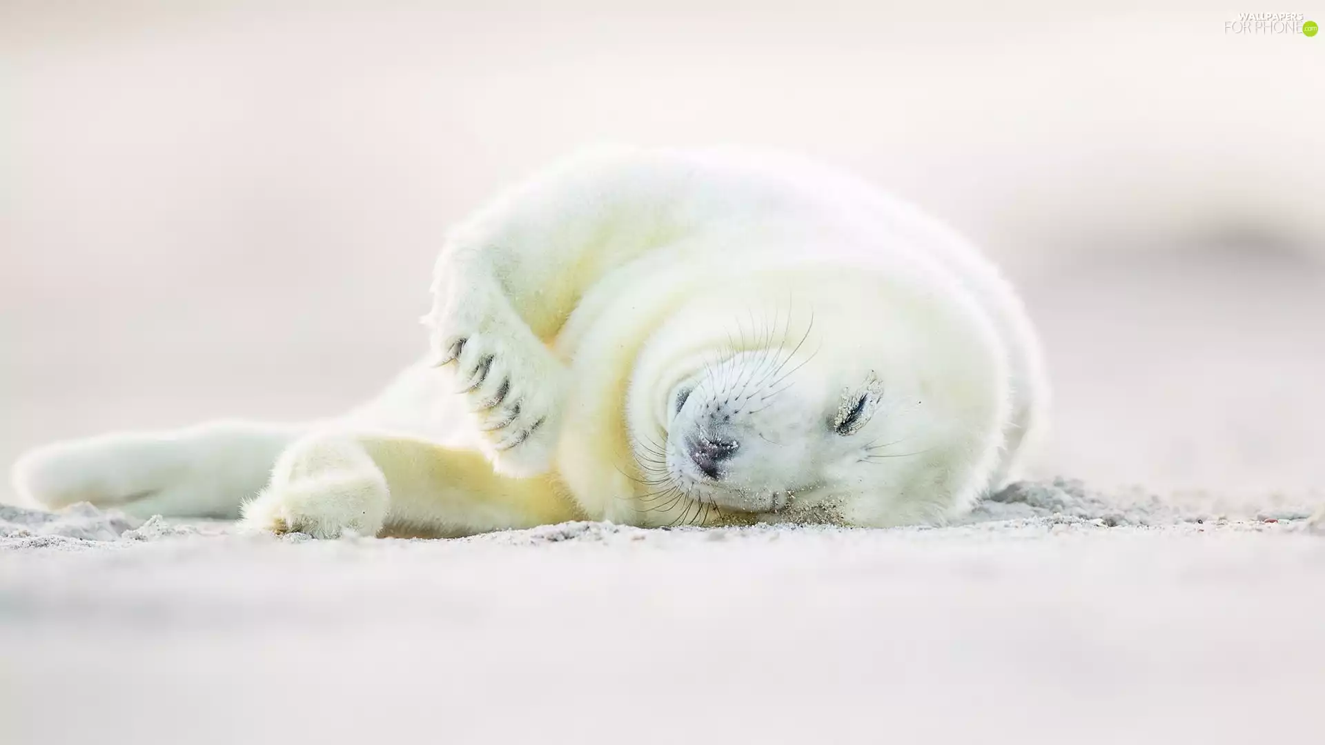 Harp Seal, White, small