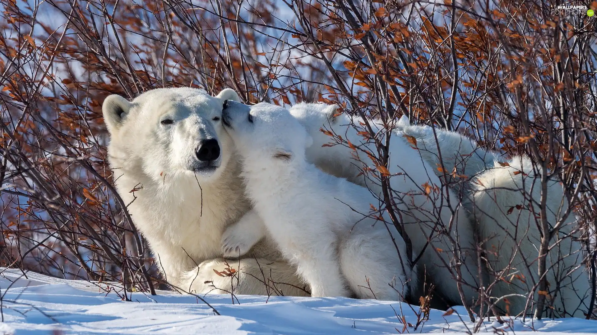 small, Two cars, Bush, branch pics, little bear, Polar Bears