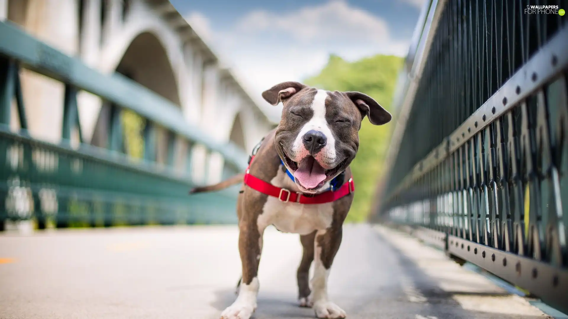 dog, Smile