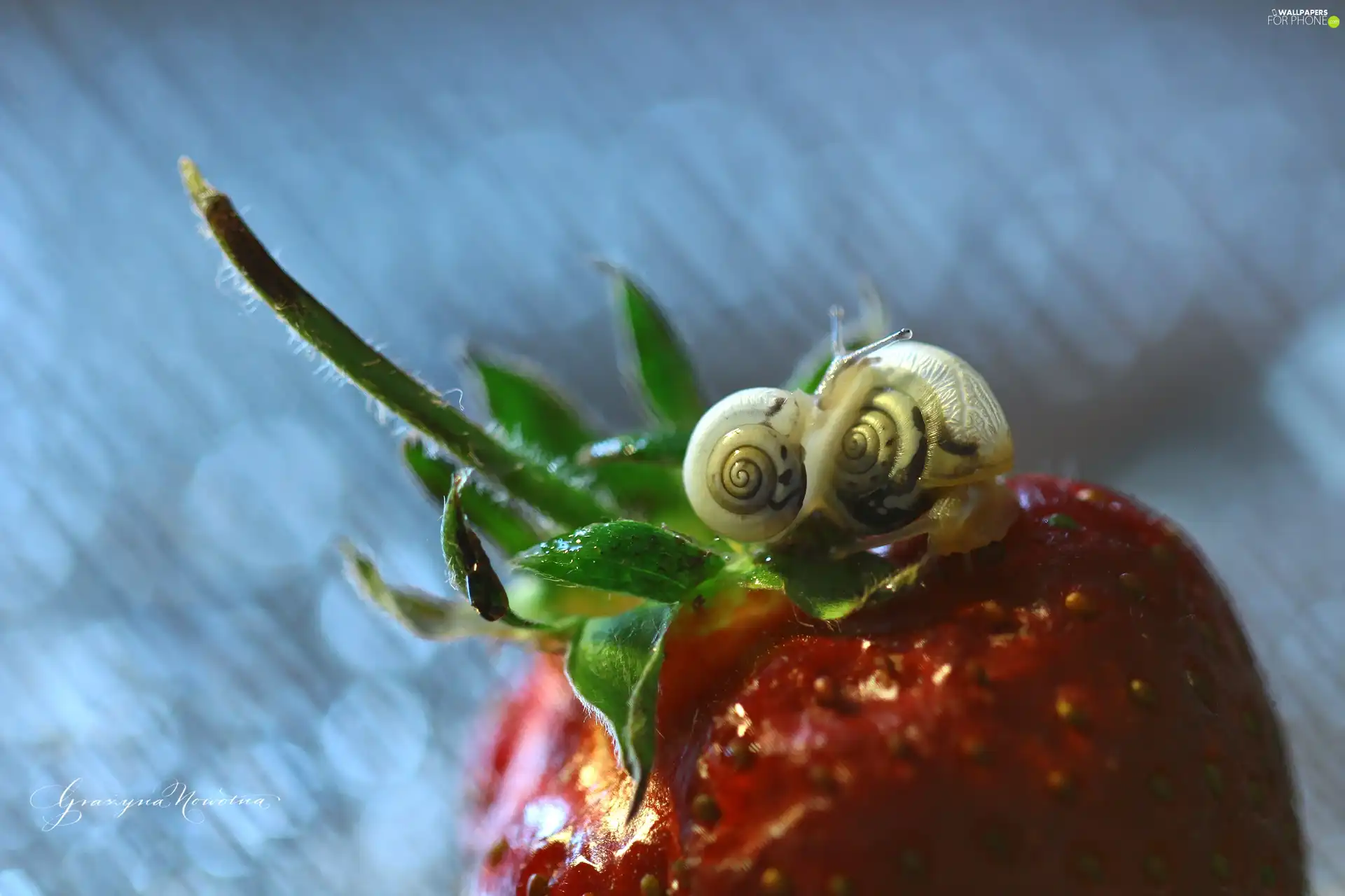 Strawberry, Two cars, Snails