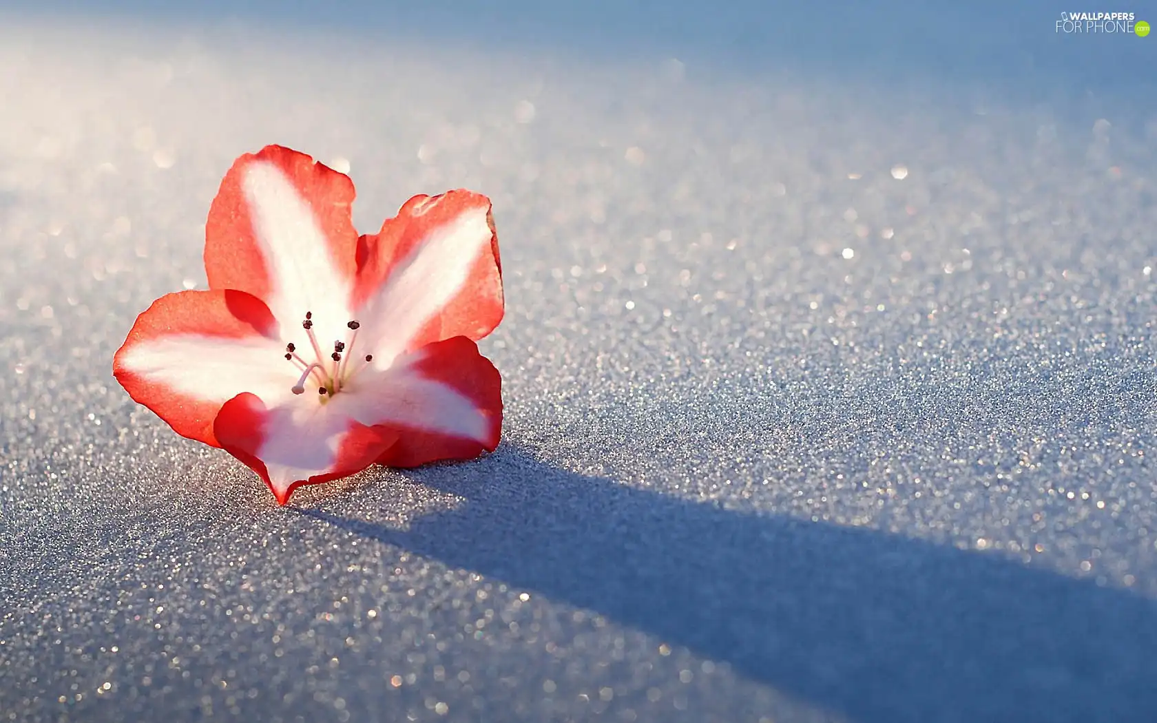 Flower, rhododendron, snow, azalea