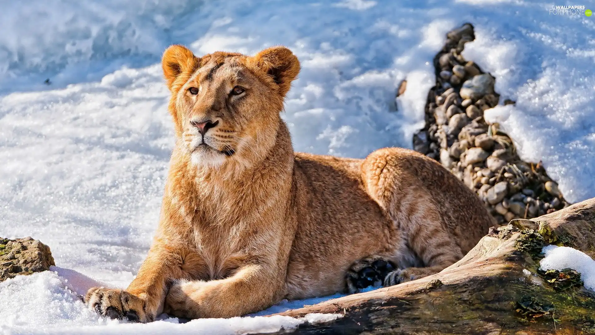 Beatyfull, Lion, snow, young