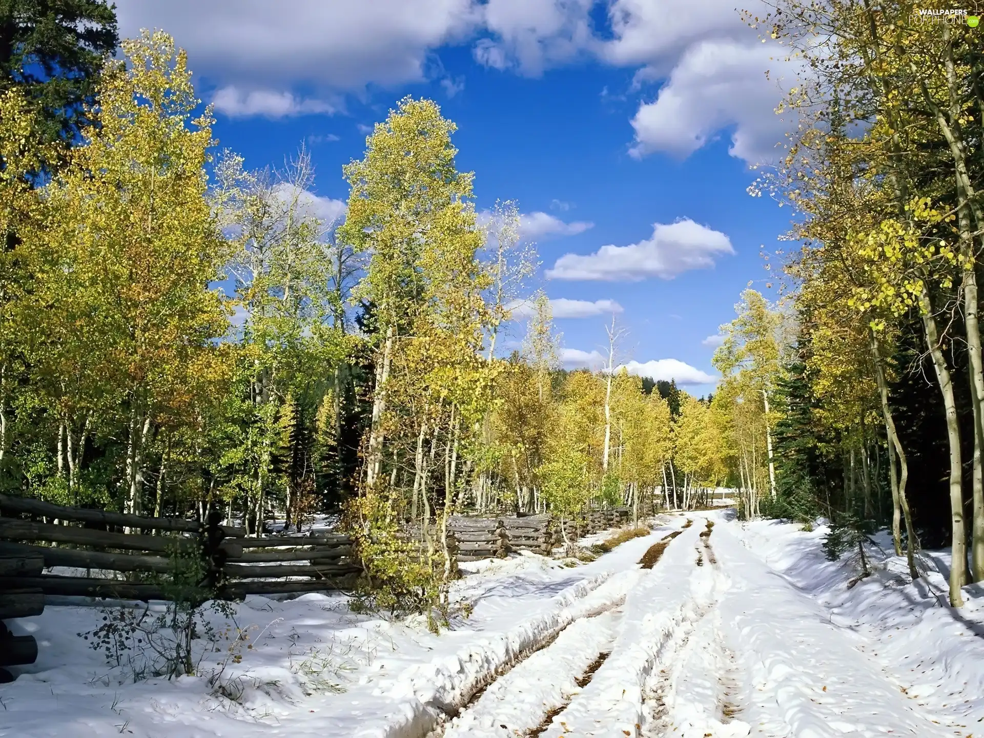 birch, first, snow, grove