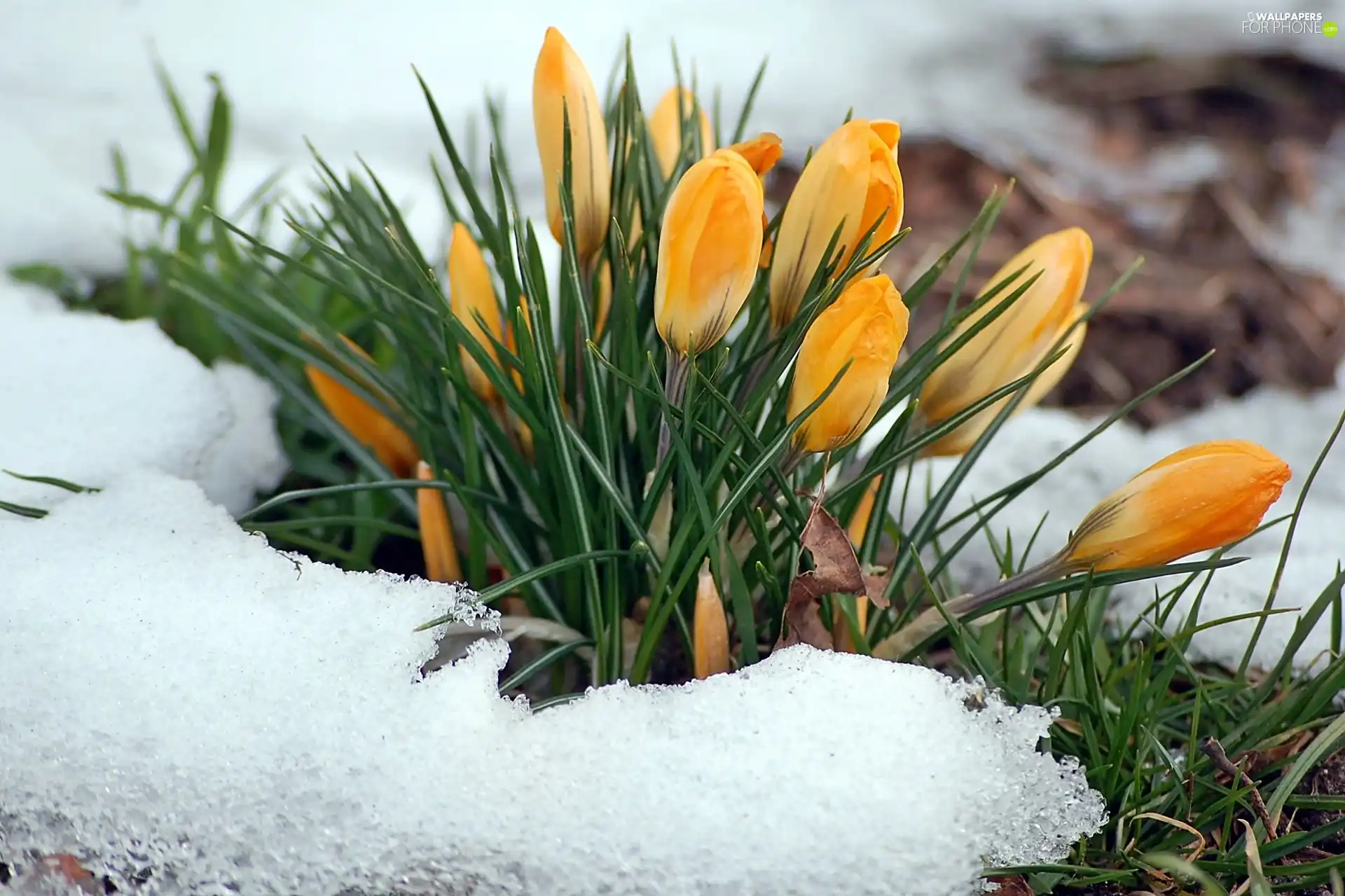 yellow, Spring, snow, blur, crocus, clump