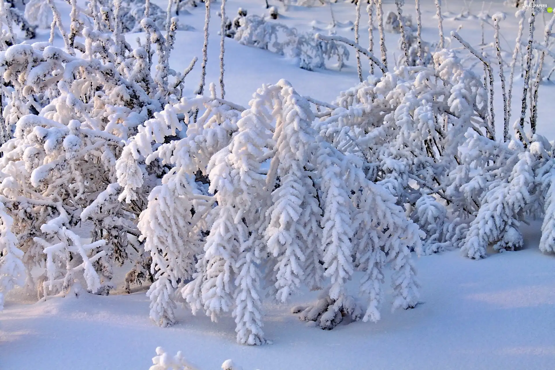 snow, Bush, Covered