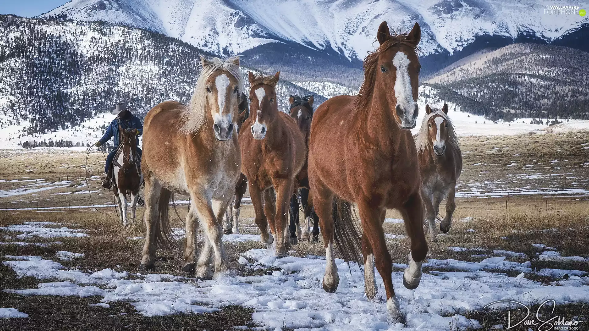 rider, bloodstock, winter, snow, Mountains, cowboy