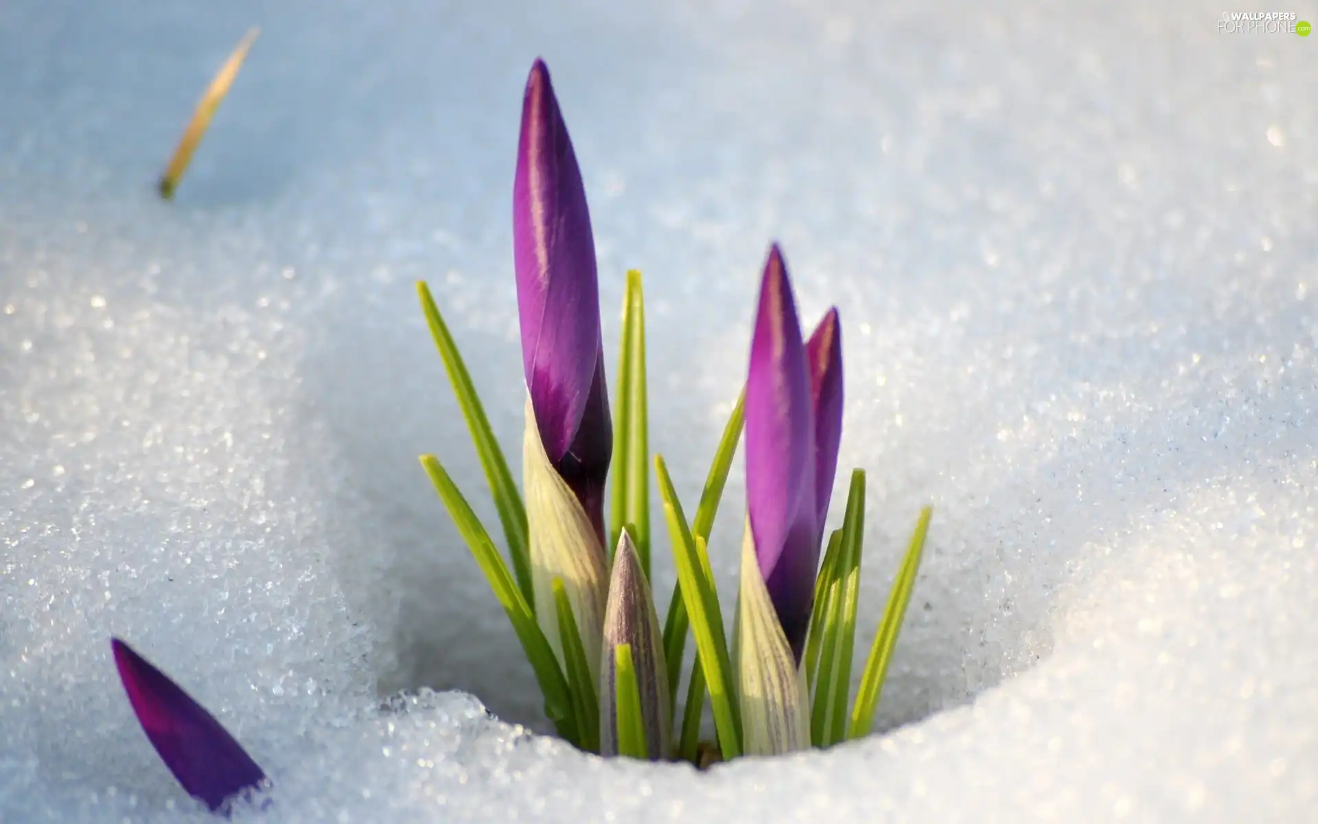 crocuses, snow