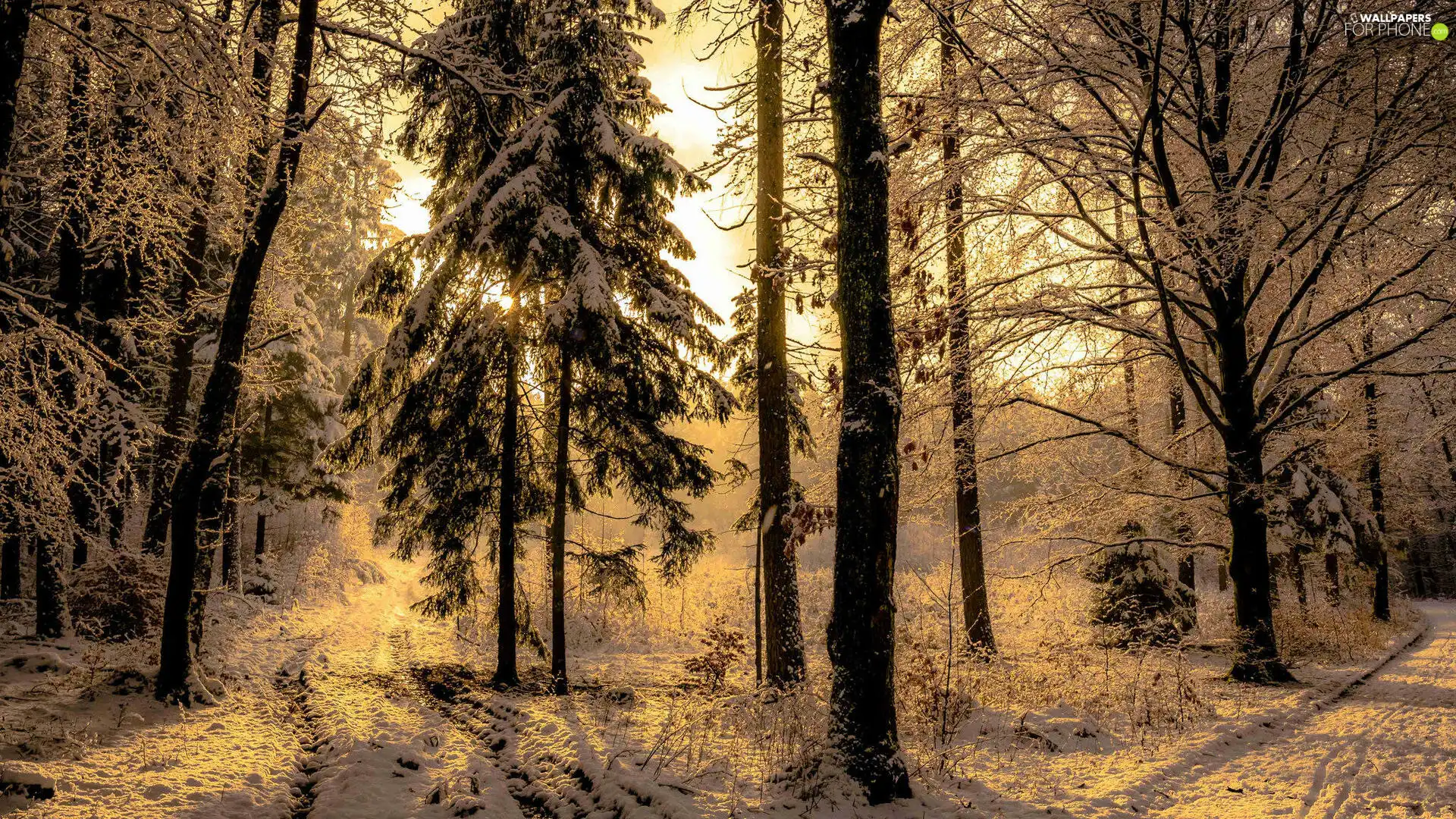 trees, viewes, day, Way, sunny, forest, winter, snow