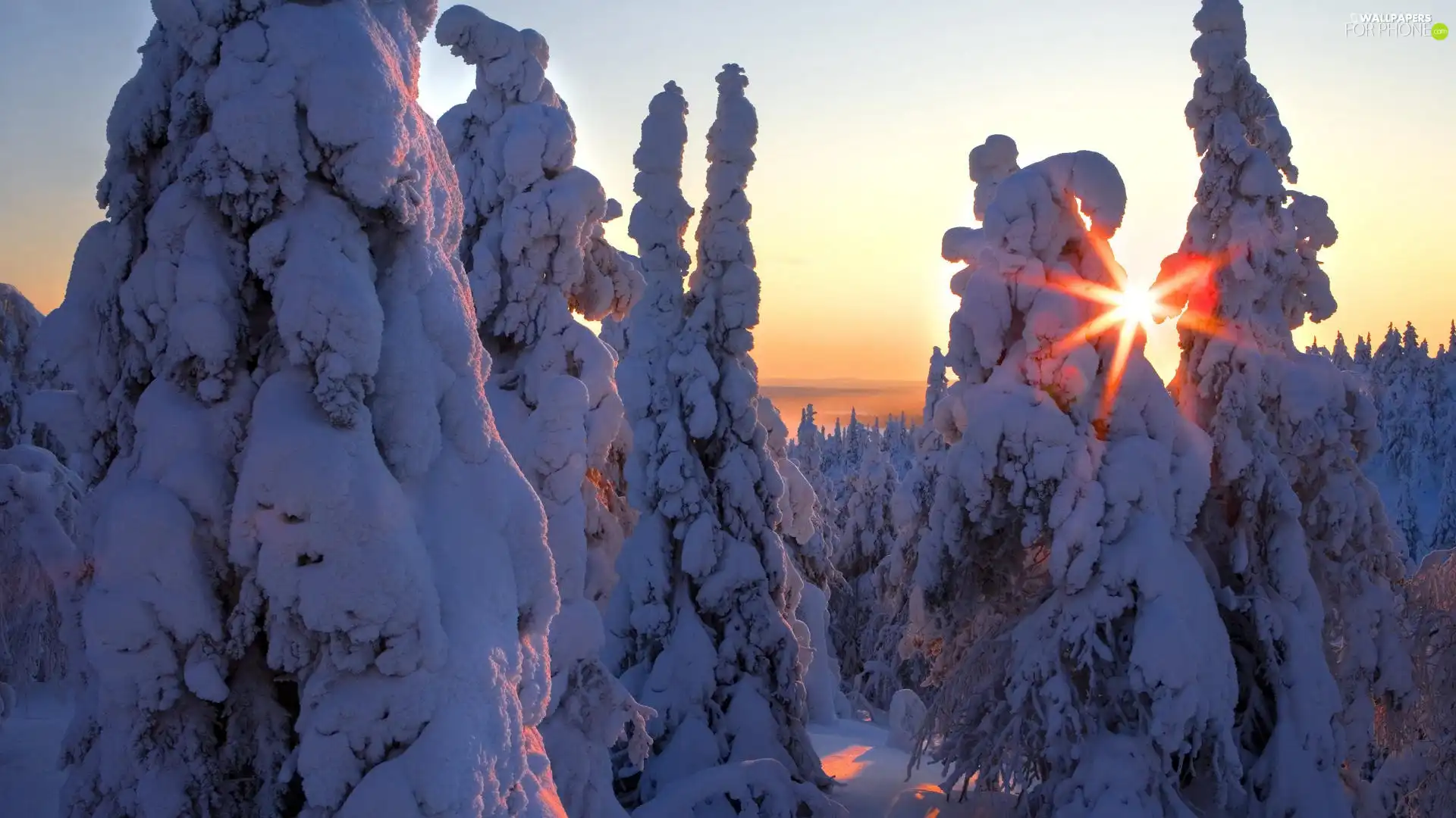 snow, drifts, rays, forest, sun