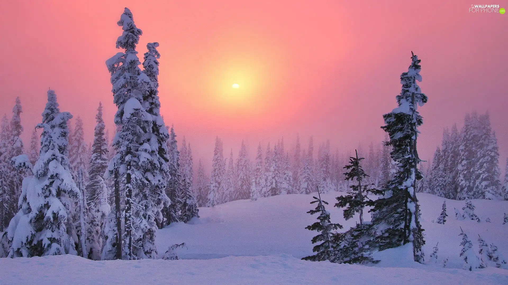 snow, drifts, rays, forest, sun